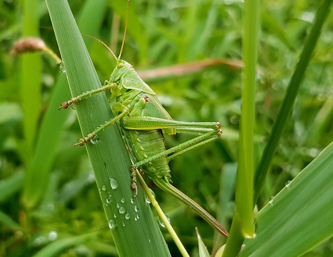 Blade of grass Stock Free