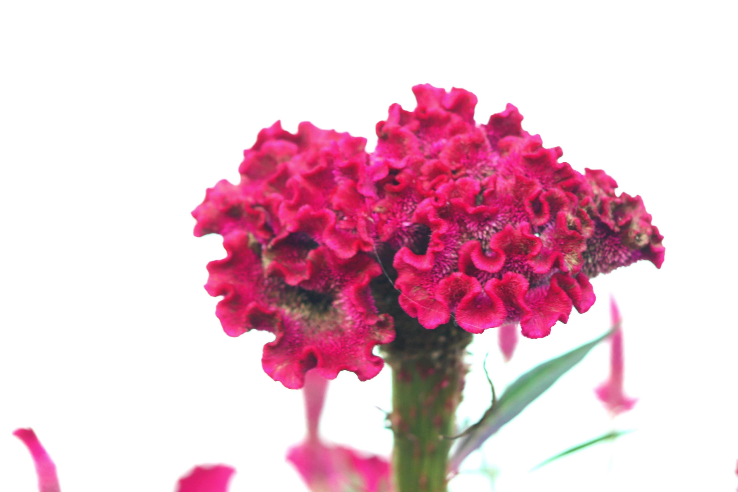 Pink flowers with a white background texture Stock Free