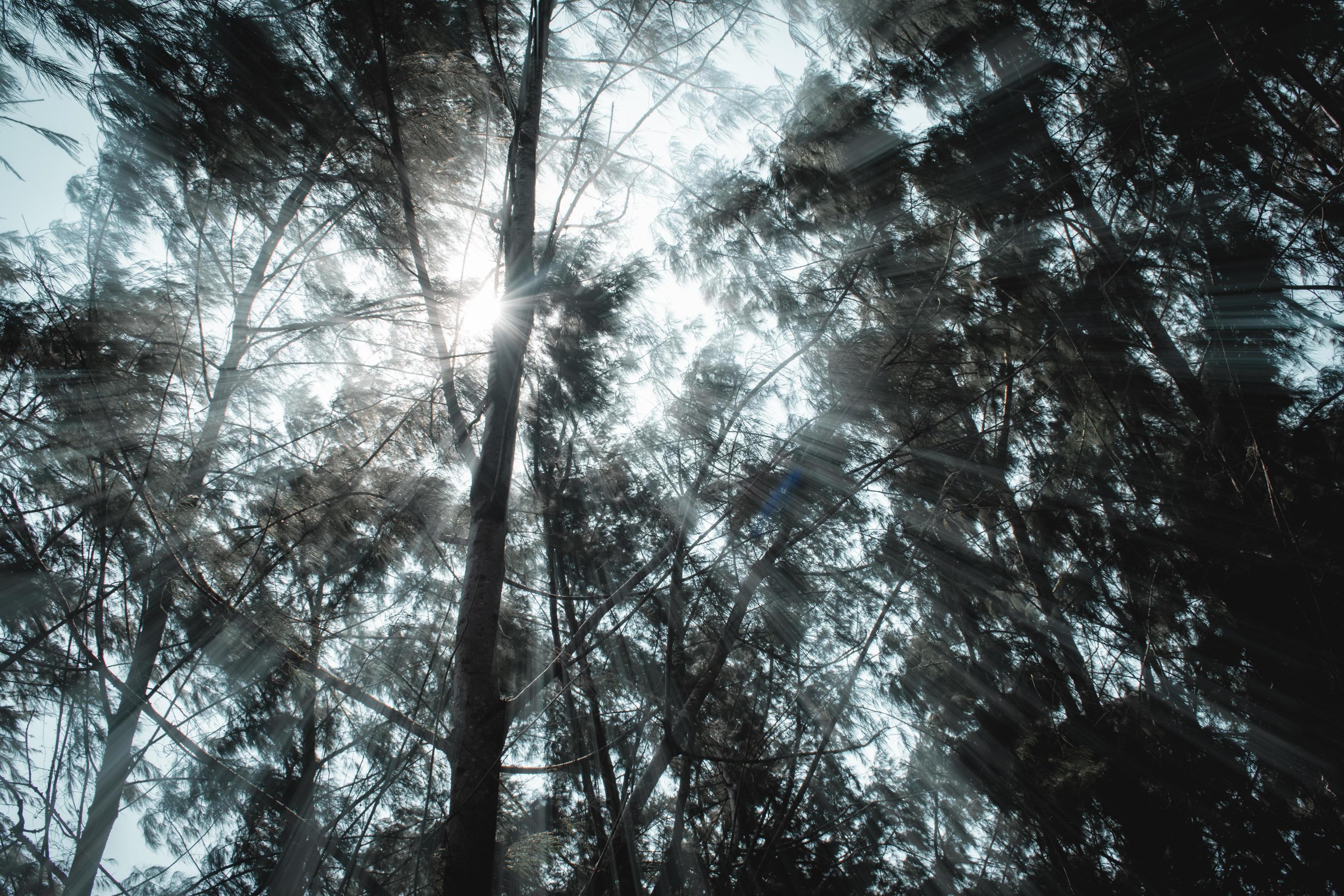 Sunlight through the branches of trees in the forest, Vintage tone, natural green background. Stock Free