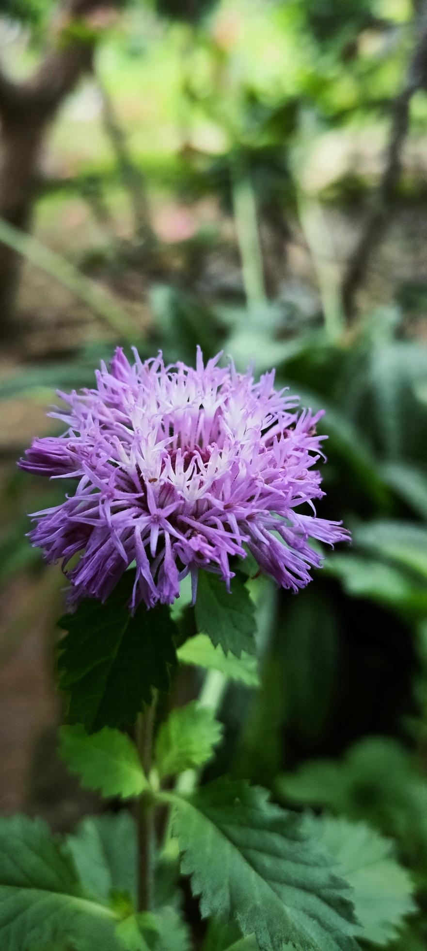 Centratherum punctatum flower Stock Free