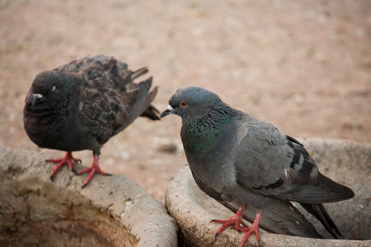 Pigeons Birds Stock Free