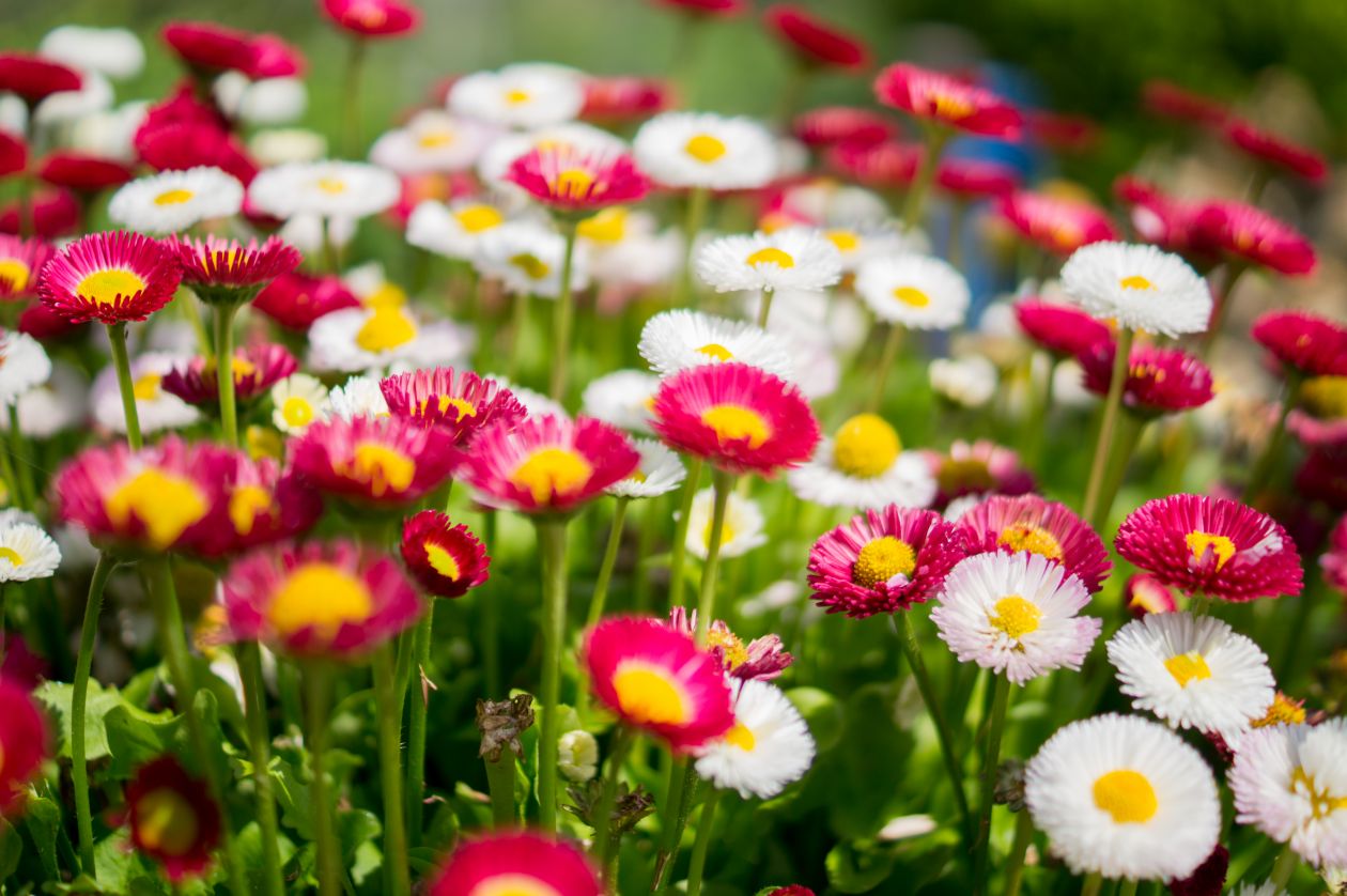 Colorful daisies Stock Free