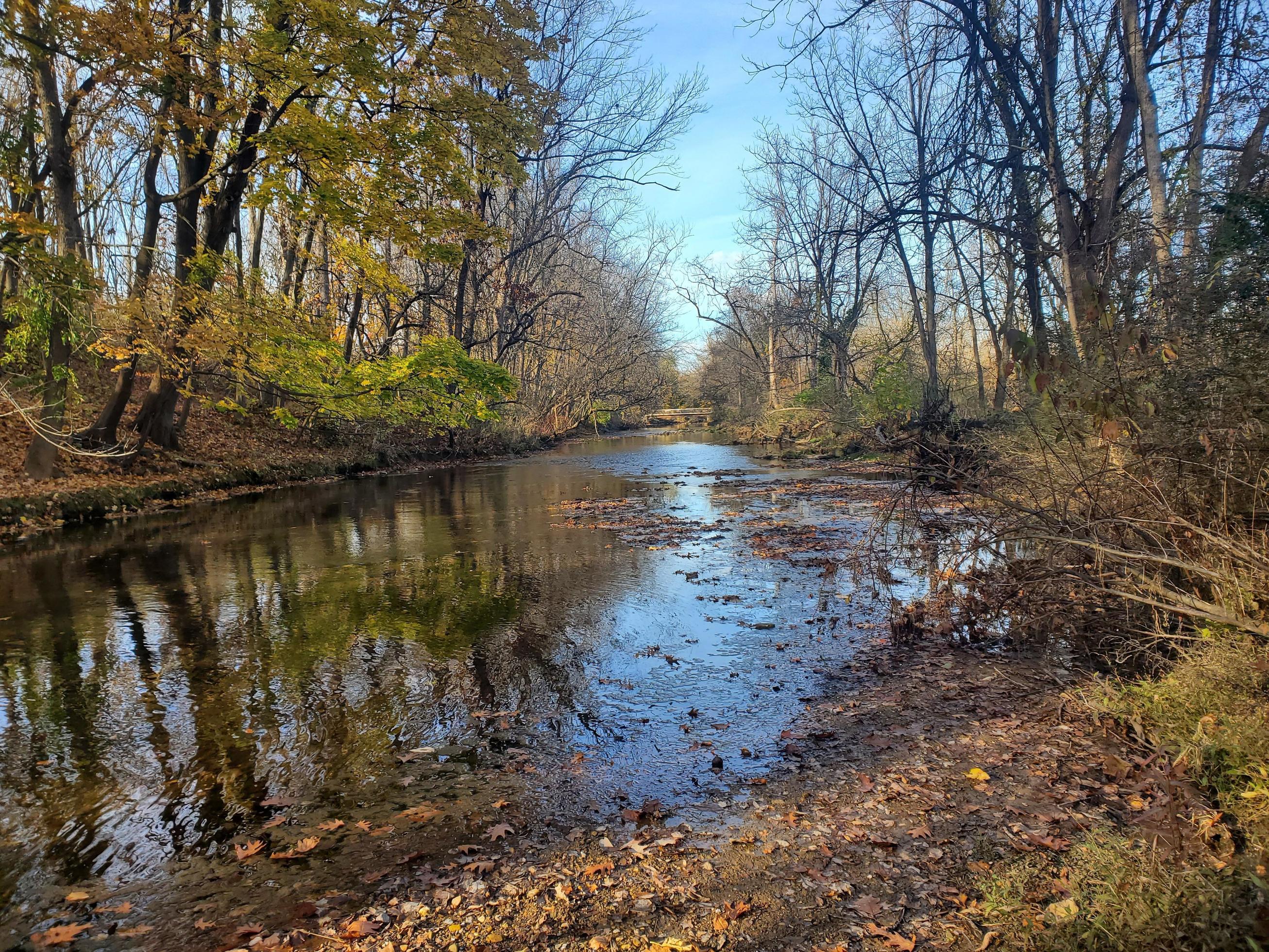 Creek nature scene Stock Free