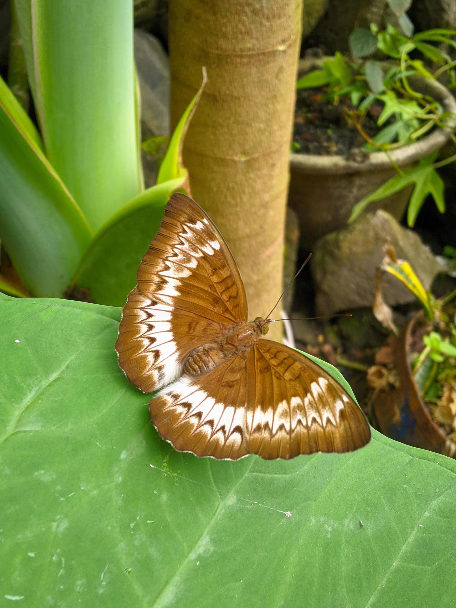 Tanaecia pelea is a species of butterfly in the Nymphalidae family. Stock Free