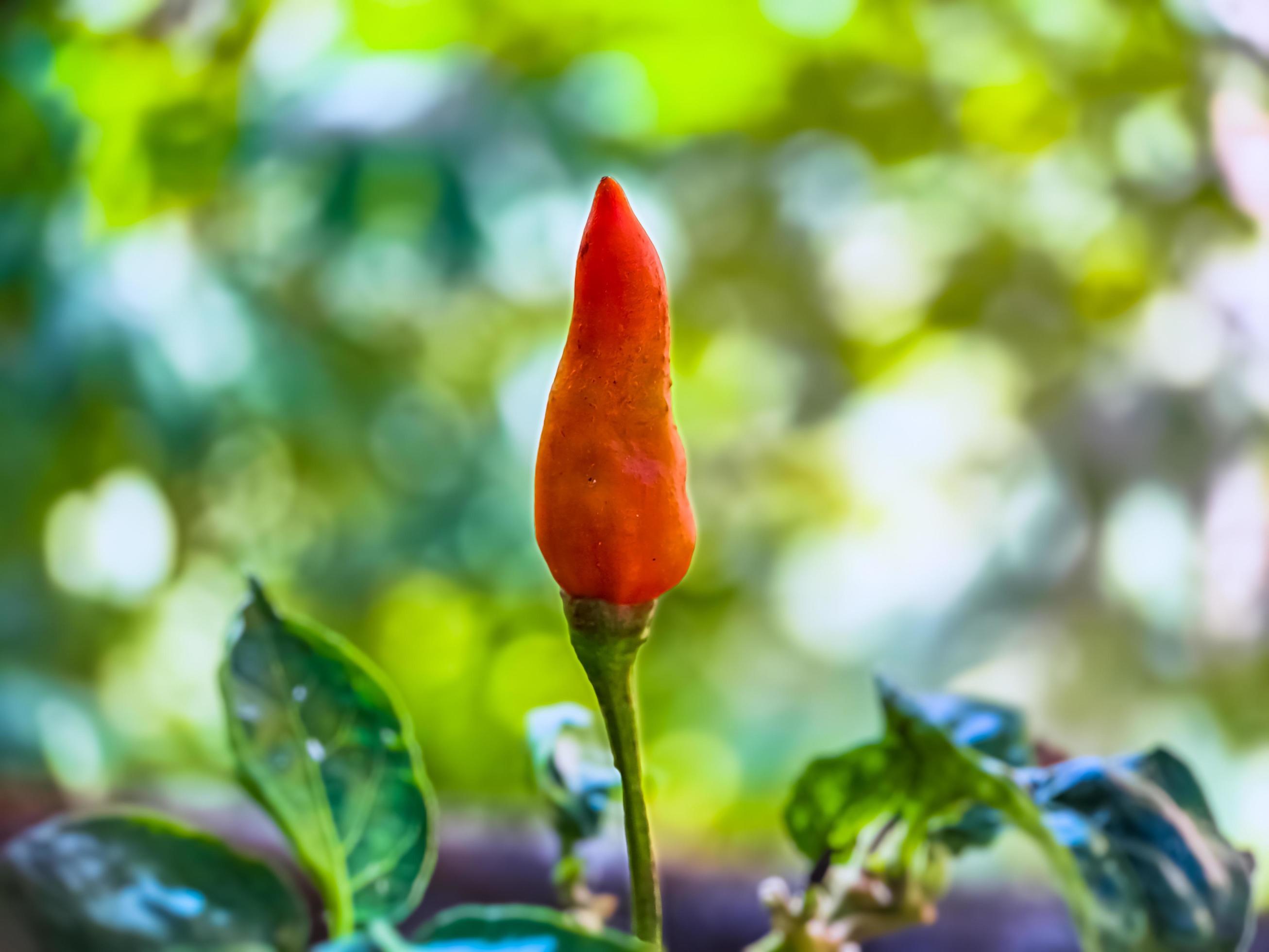 Little red cayenne pepper on organic garden farm. plants that are food and plants Stock Free