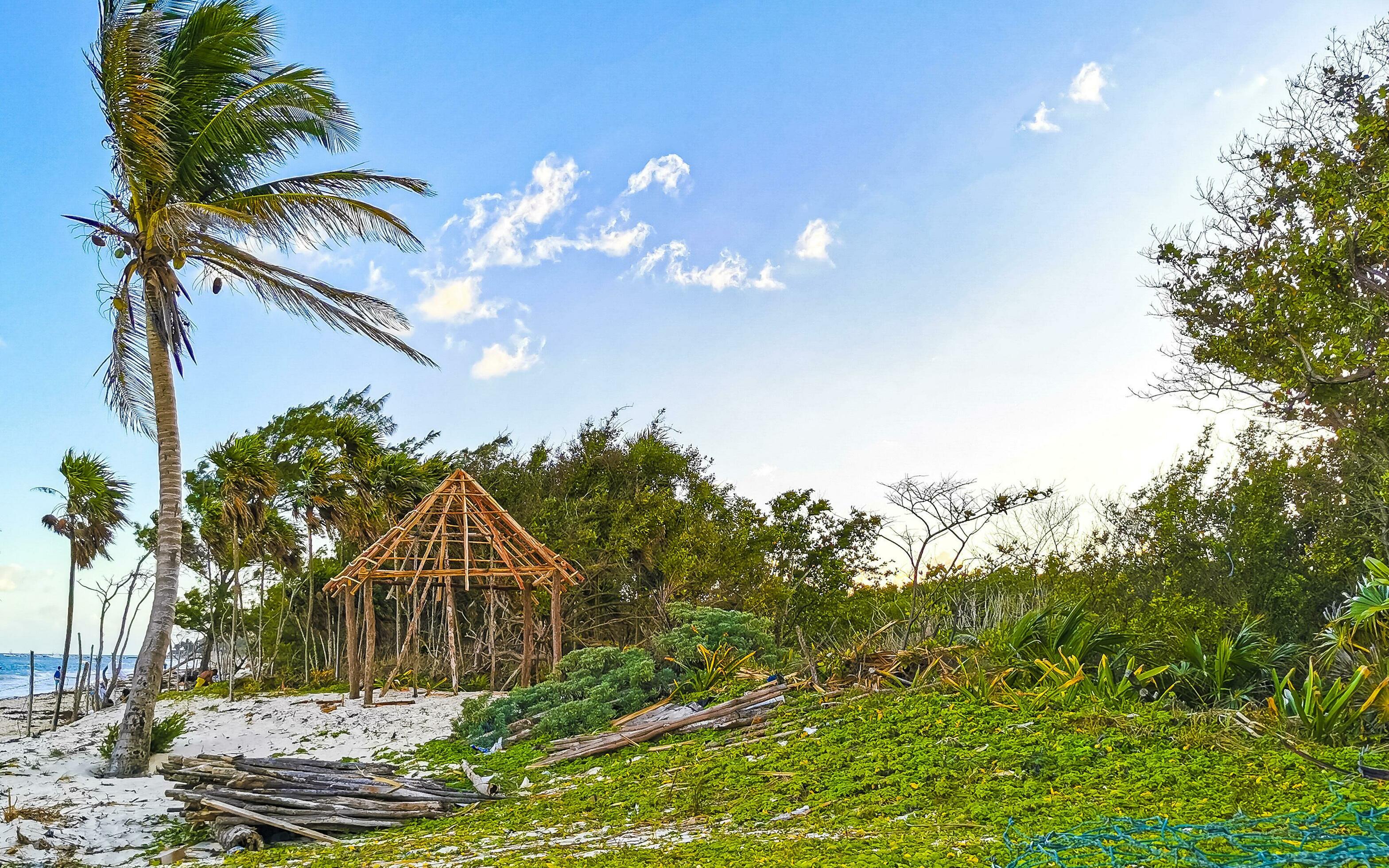 Caribbean beach fir palm trees in jungle forest nature Mexico. Stock Free