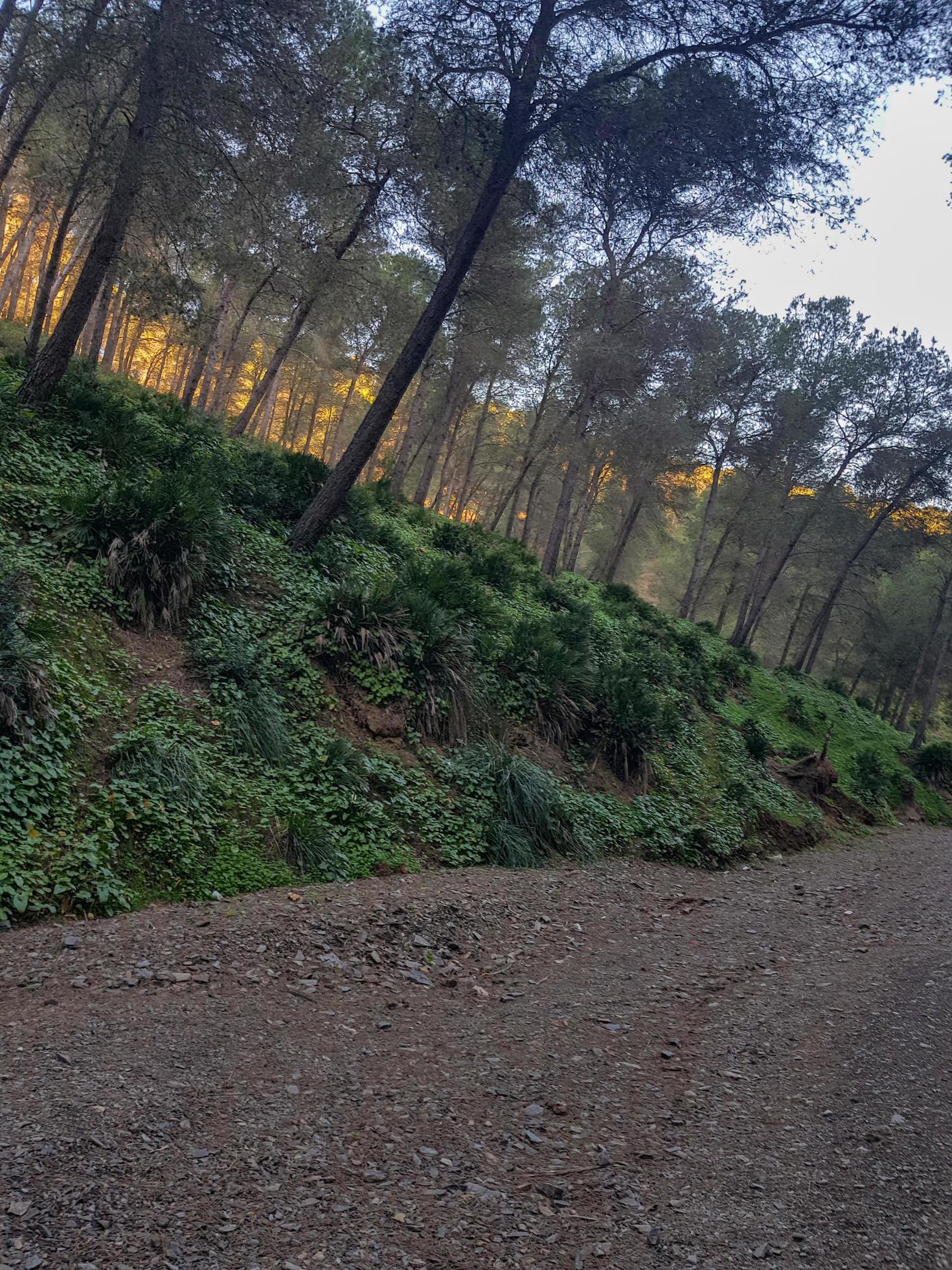 Discovering the beauty of nature traversing a footpath through an original pine tree forest Stock Free