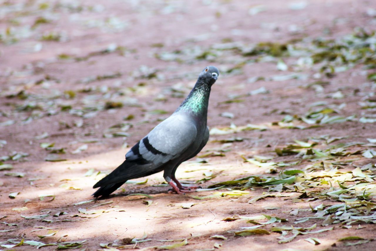 Pigeon On Ground Sitting Stock Free