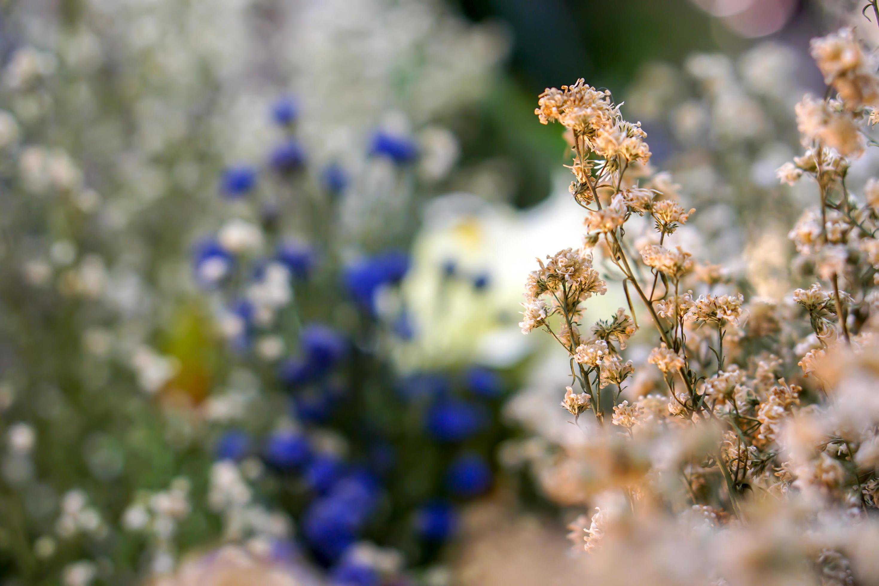 Closeup and crop little grass flowers on blurred background. Stock Free