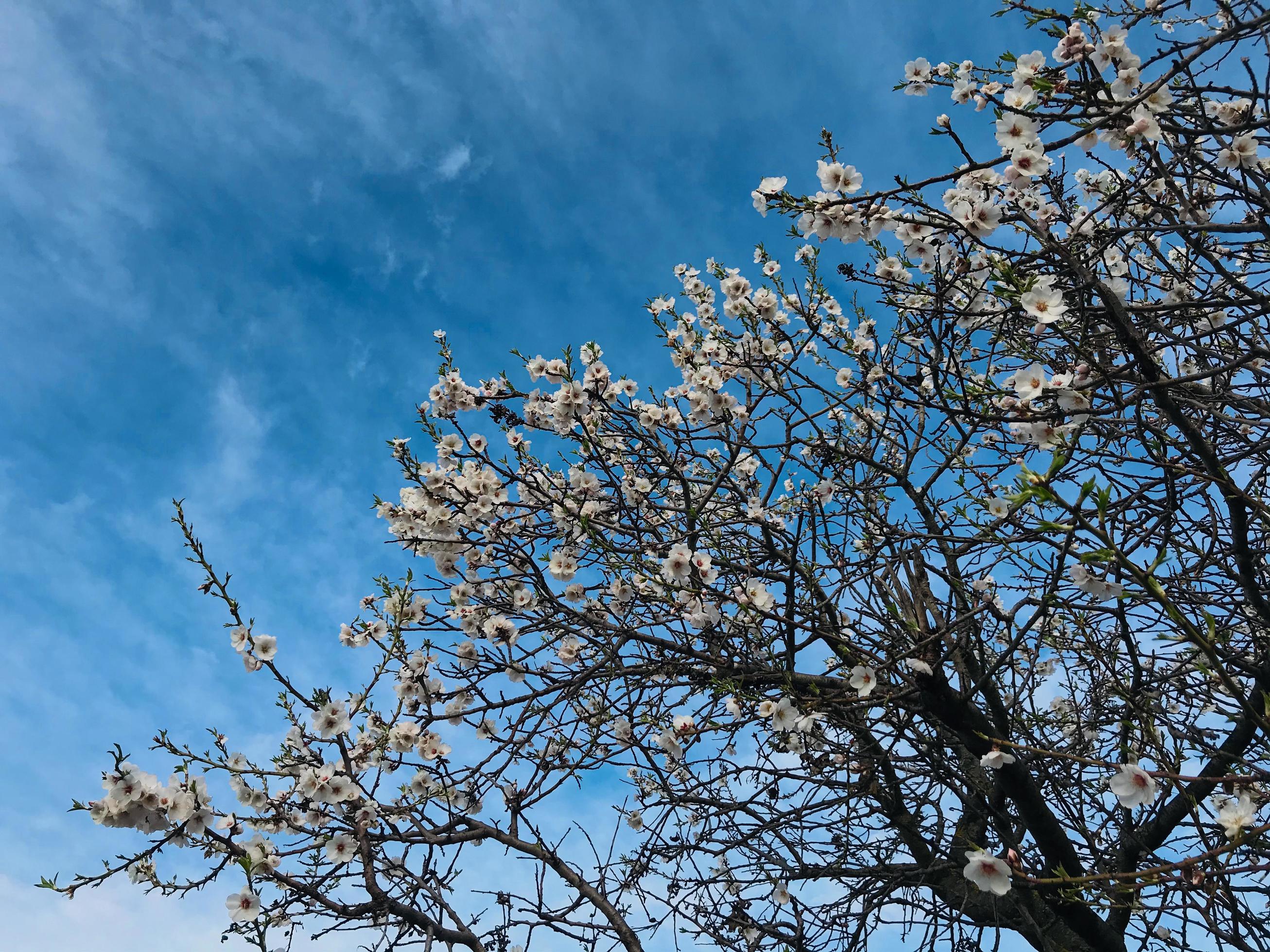 Flowers on a tree while winter in Europe Stock Free