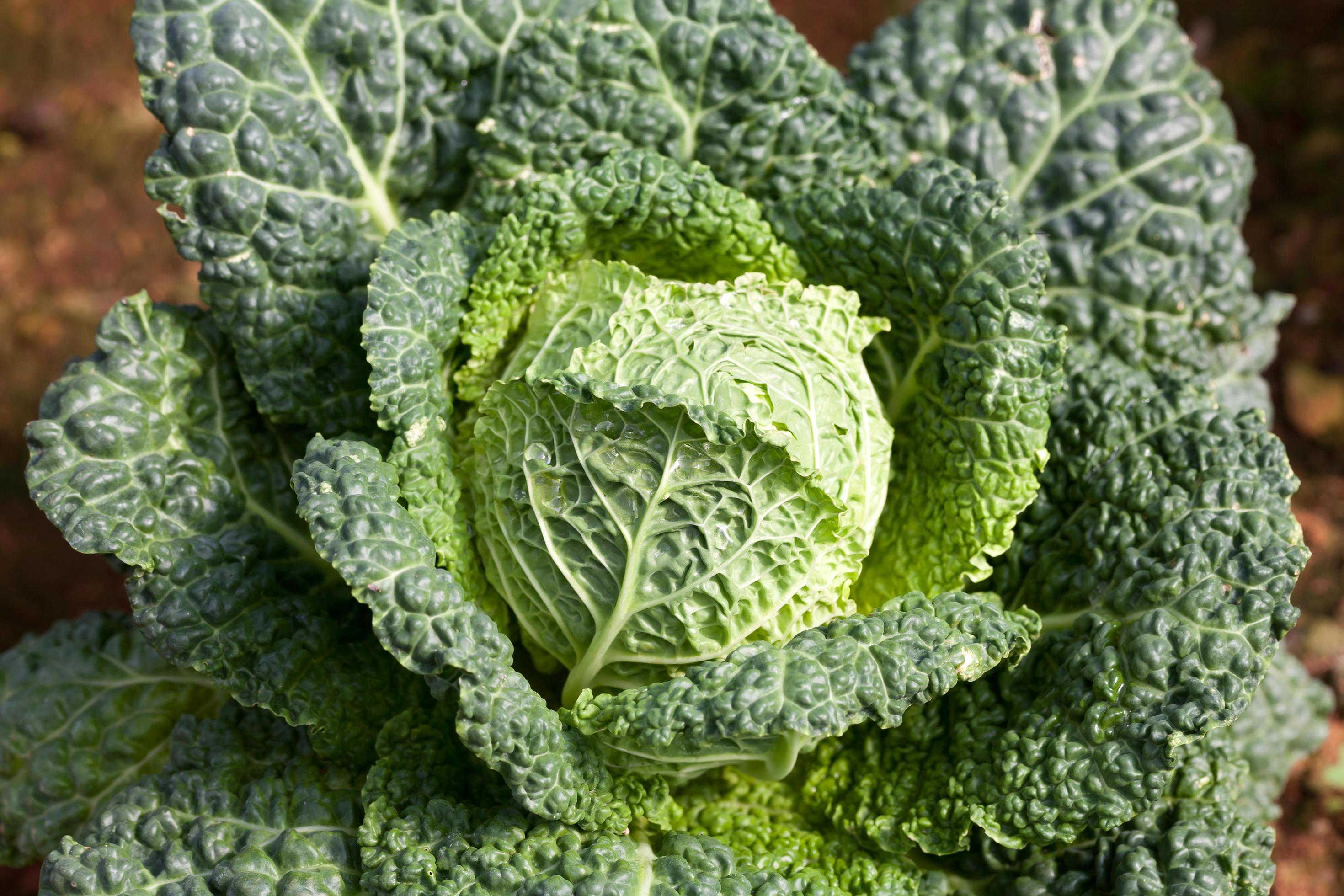 Savoy cabbage super food. Top view Stock Free