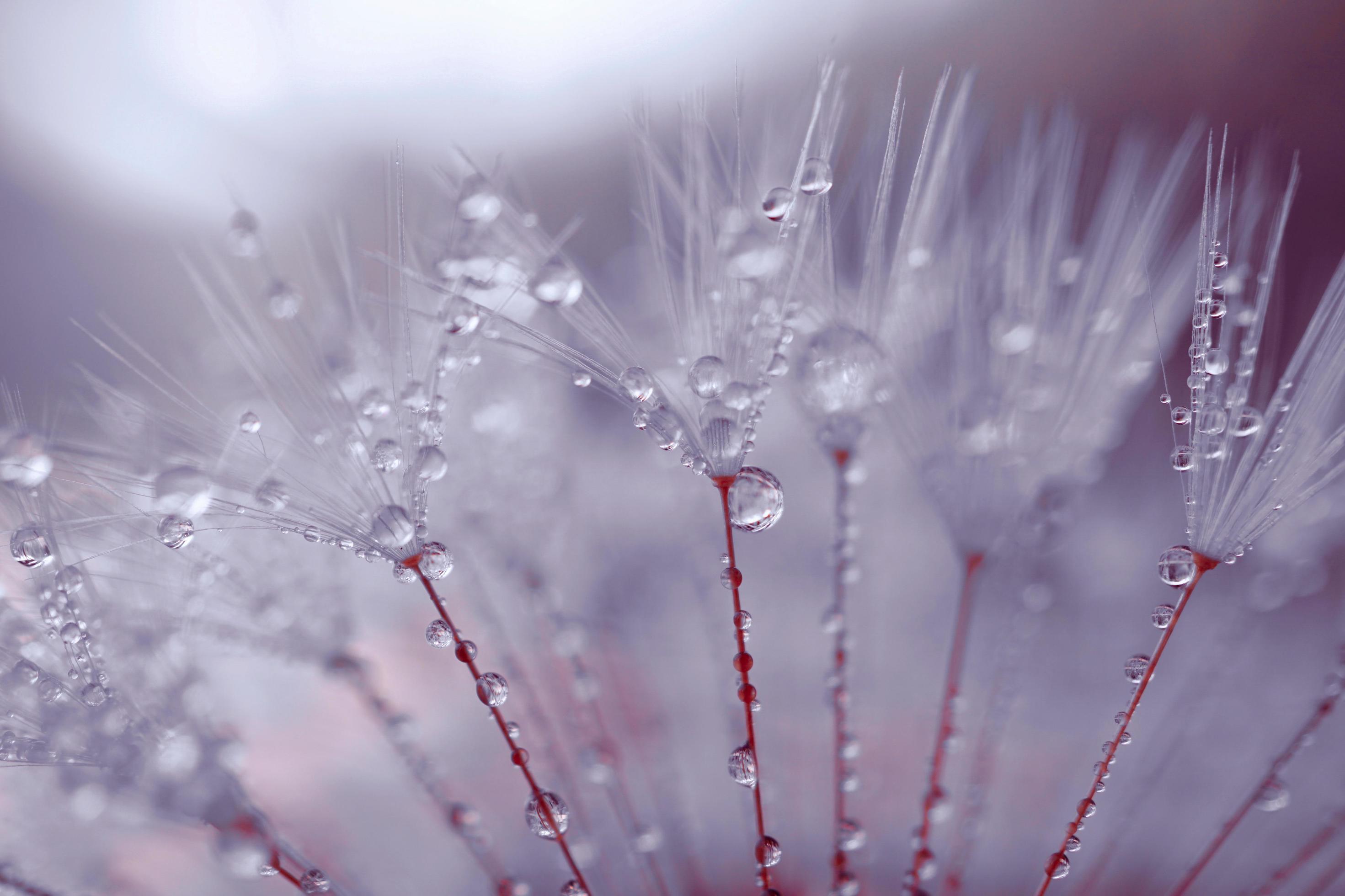 raindrops on the dandelion flower seed in rainy days in springtime Stock Free