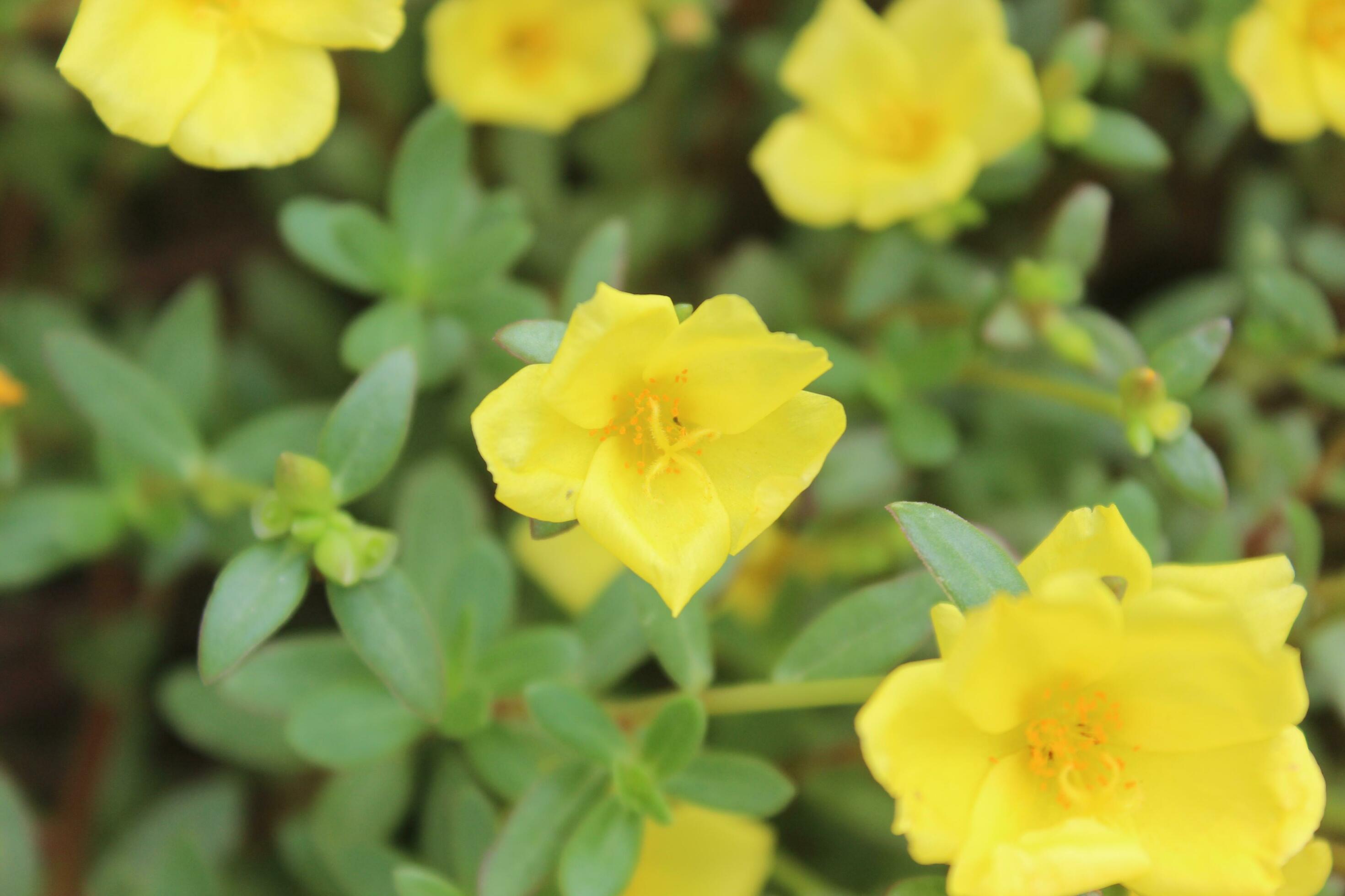 Portulaca oleracea common purslane, also known as verdolaga, red root, or pursley is an annual succulent in the family Portulacaceae. Stock Free