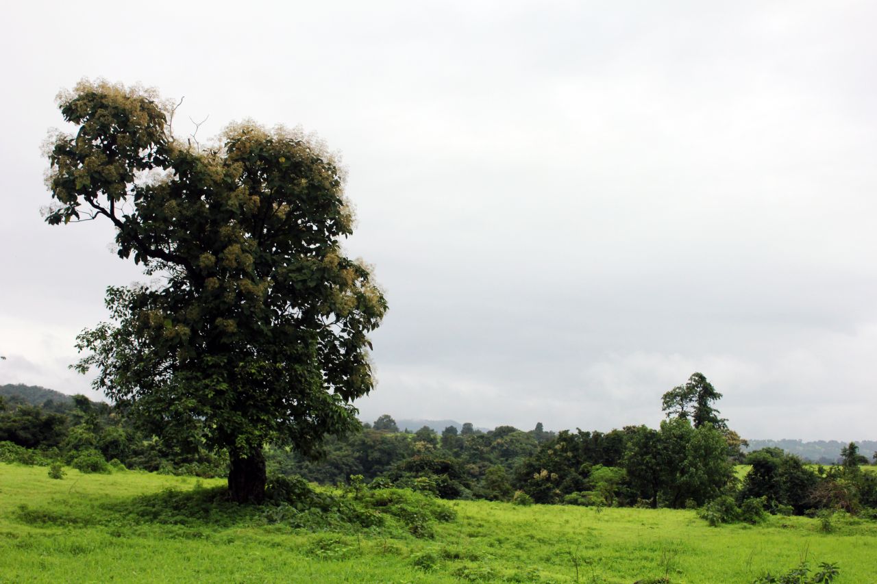 Green Grass Tree Monsoon Stock Free