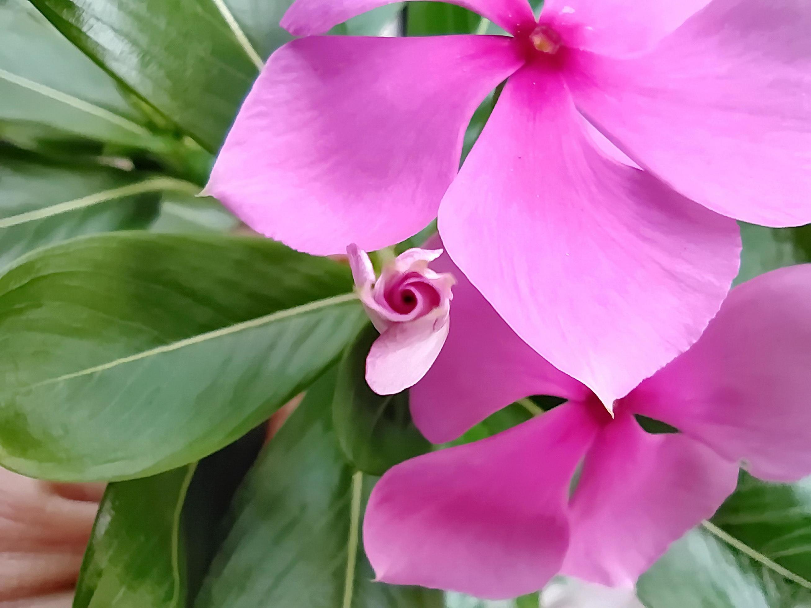 Macro of a bright pink flower bud. Stock Free