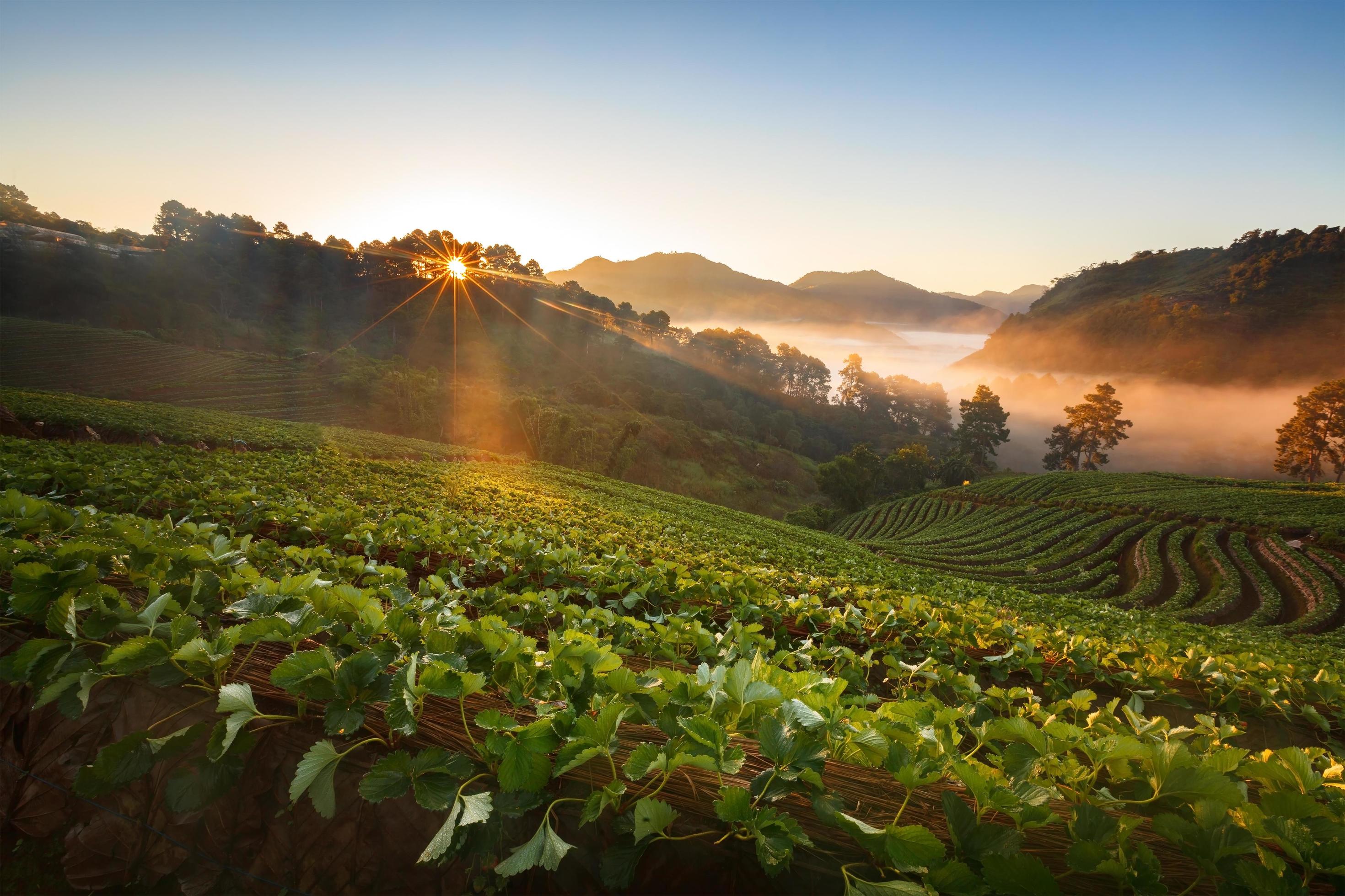 Misty morning sunrise in strawberry garden at Doi Angkhang mountain, chiangmai Stock Free