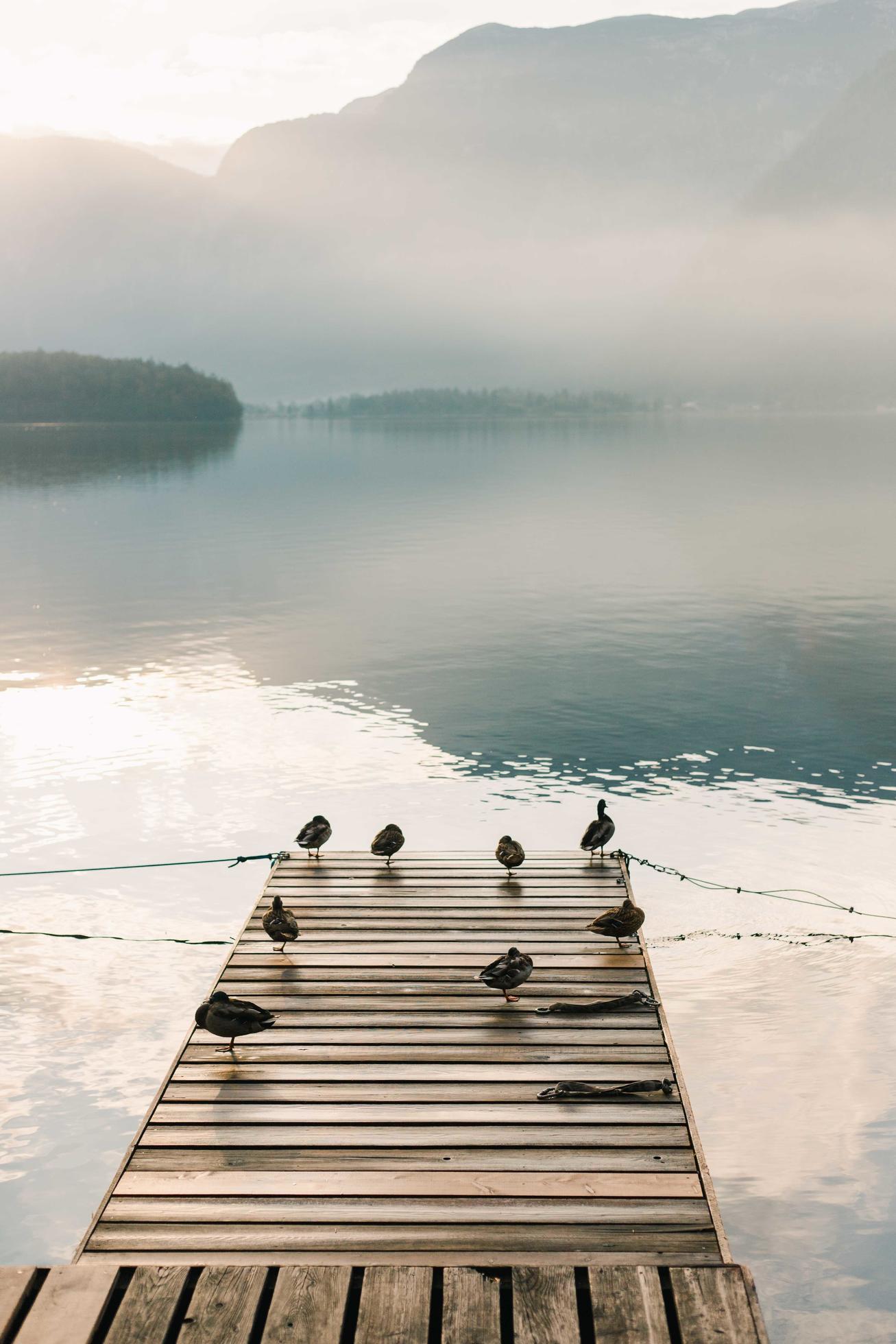 Birds on wooden dock during daytime Stock Free