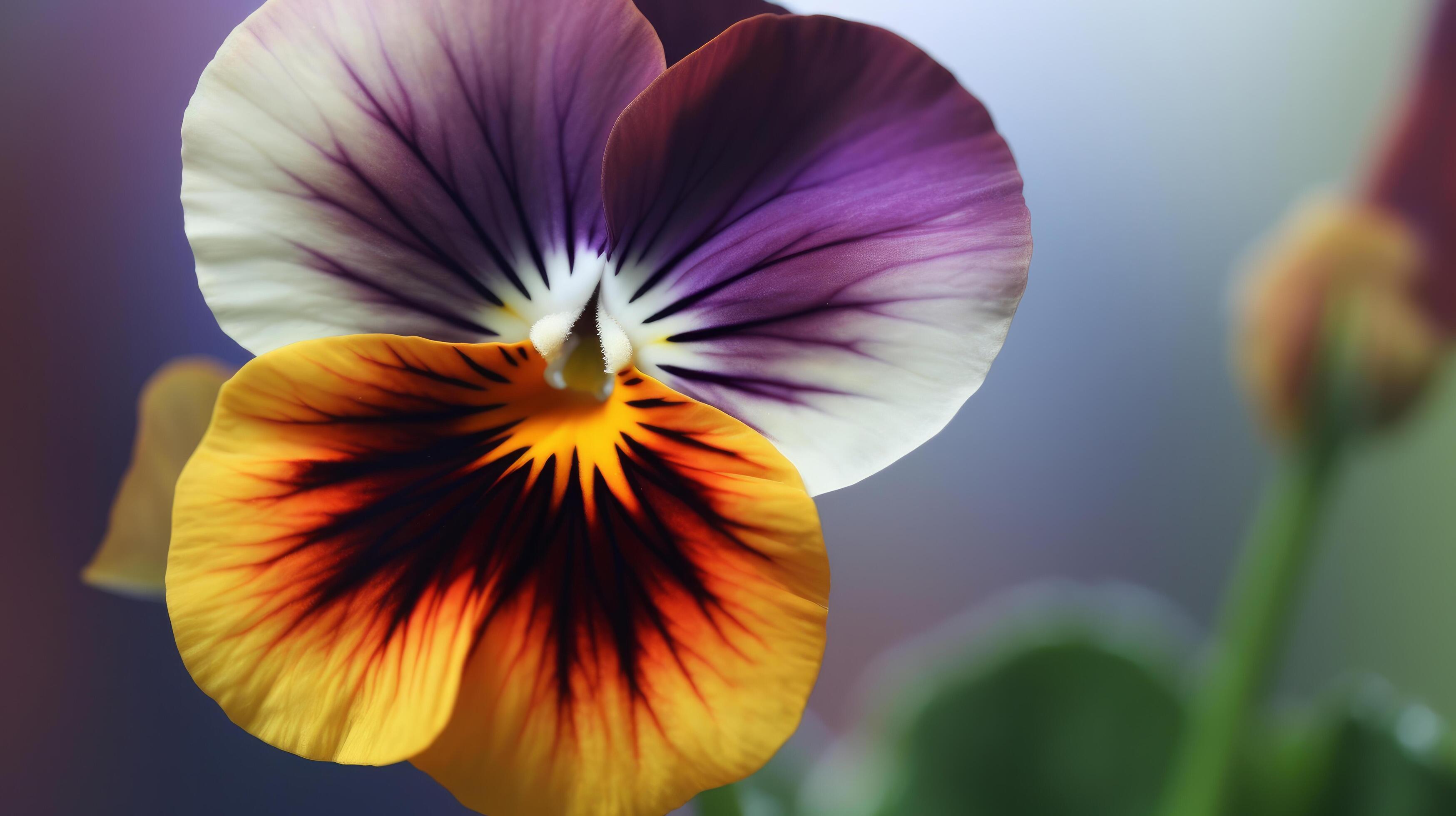 Pansy flower. Illustration Stock Free