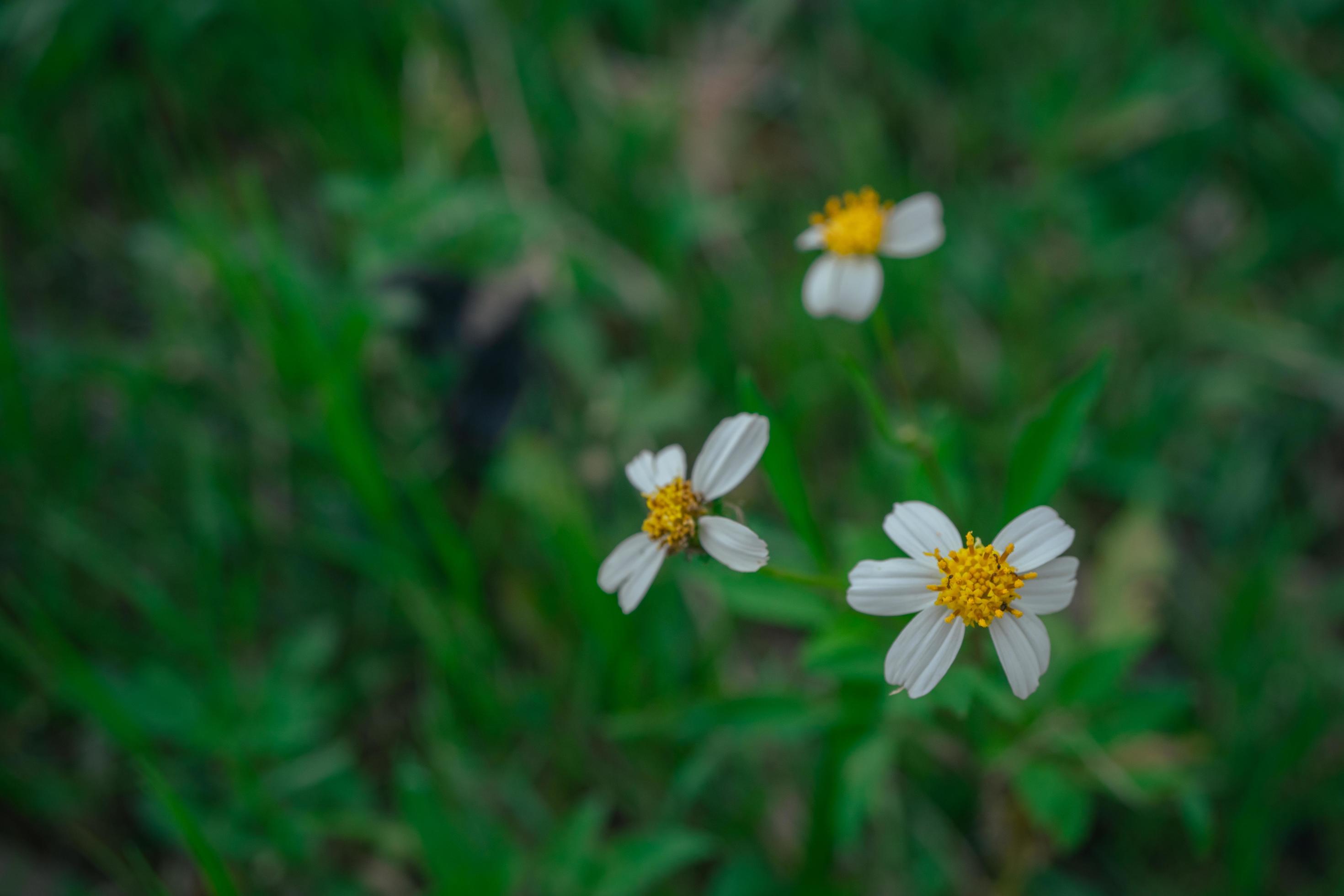 Small yellow flower growing and blossom on spring garden. The photo is suitable to use for nature background, poster and advertising. Stock Free