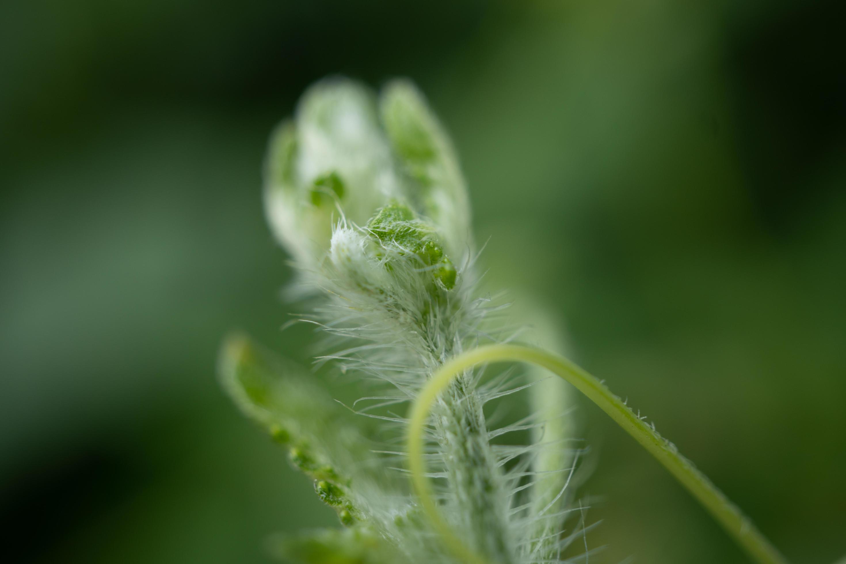 Green shoots of wild flower when spring time. The photo is suitable to use for nature background, botanical content media and nature poster. Stock Free