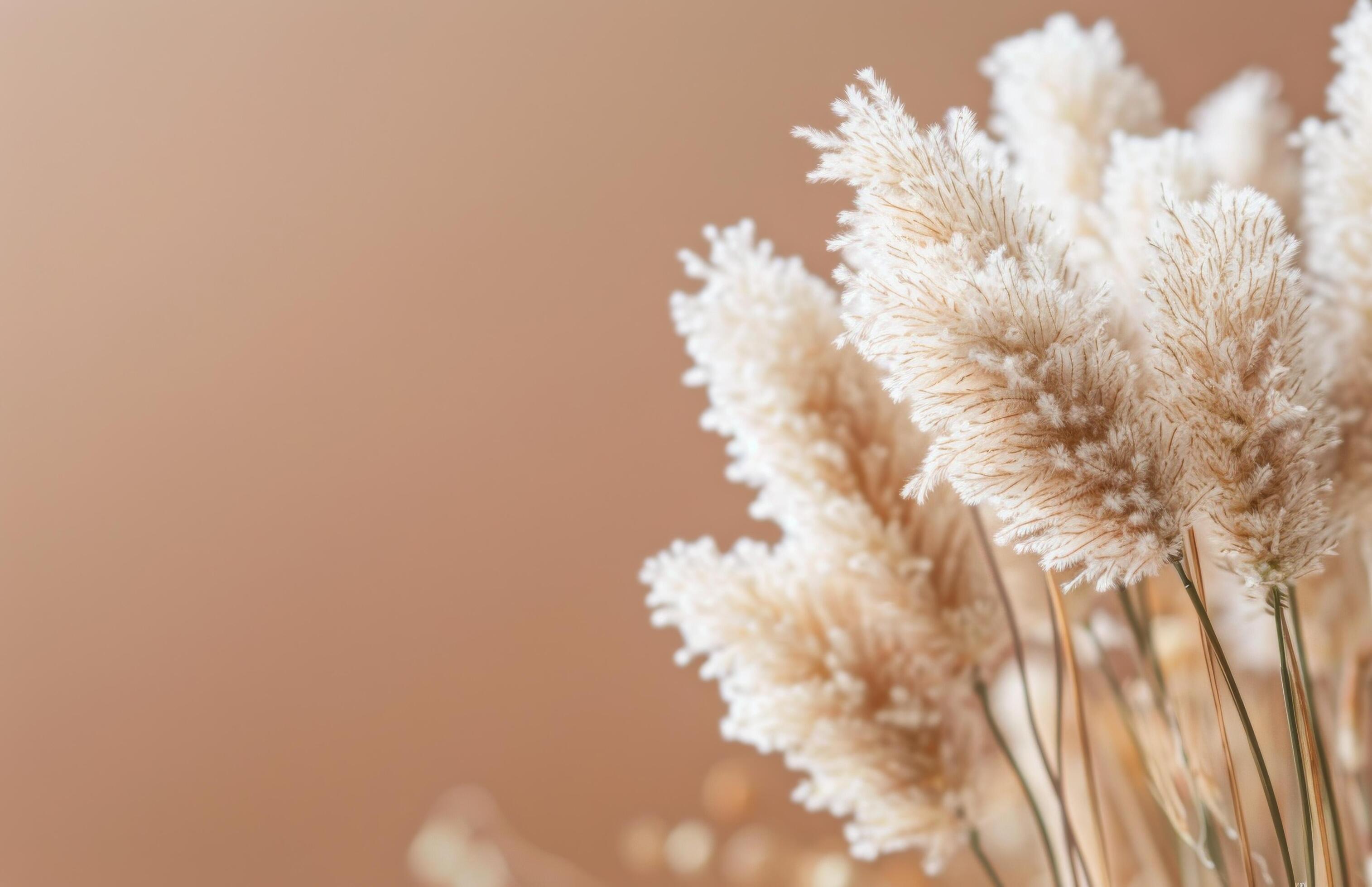 Fluffy White Grass Against A Peach Background Stock Free