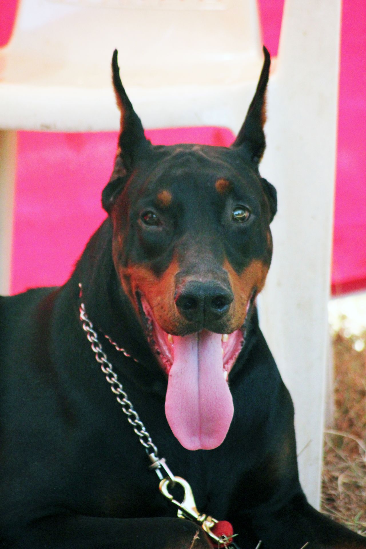 Doberman Pinscher Sitting Stock Free