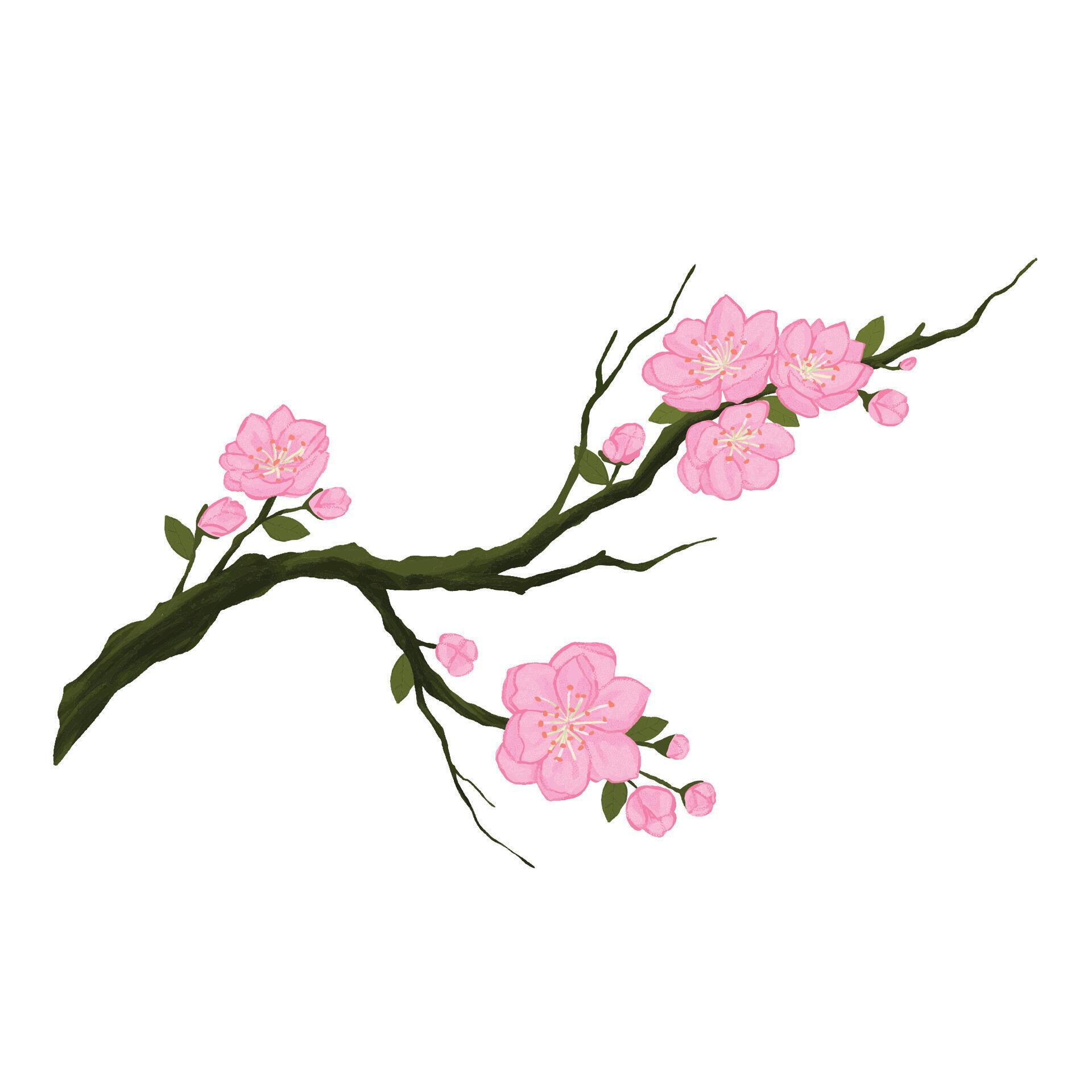 Sakura Japan cherry branch with blooming flowers Stock Free