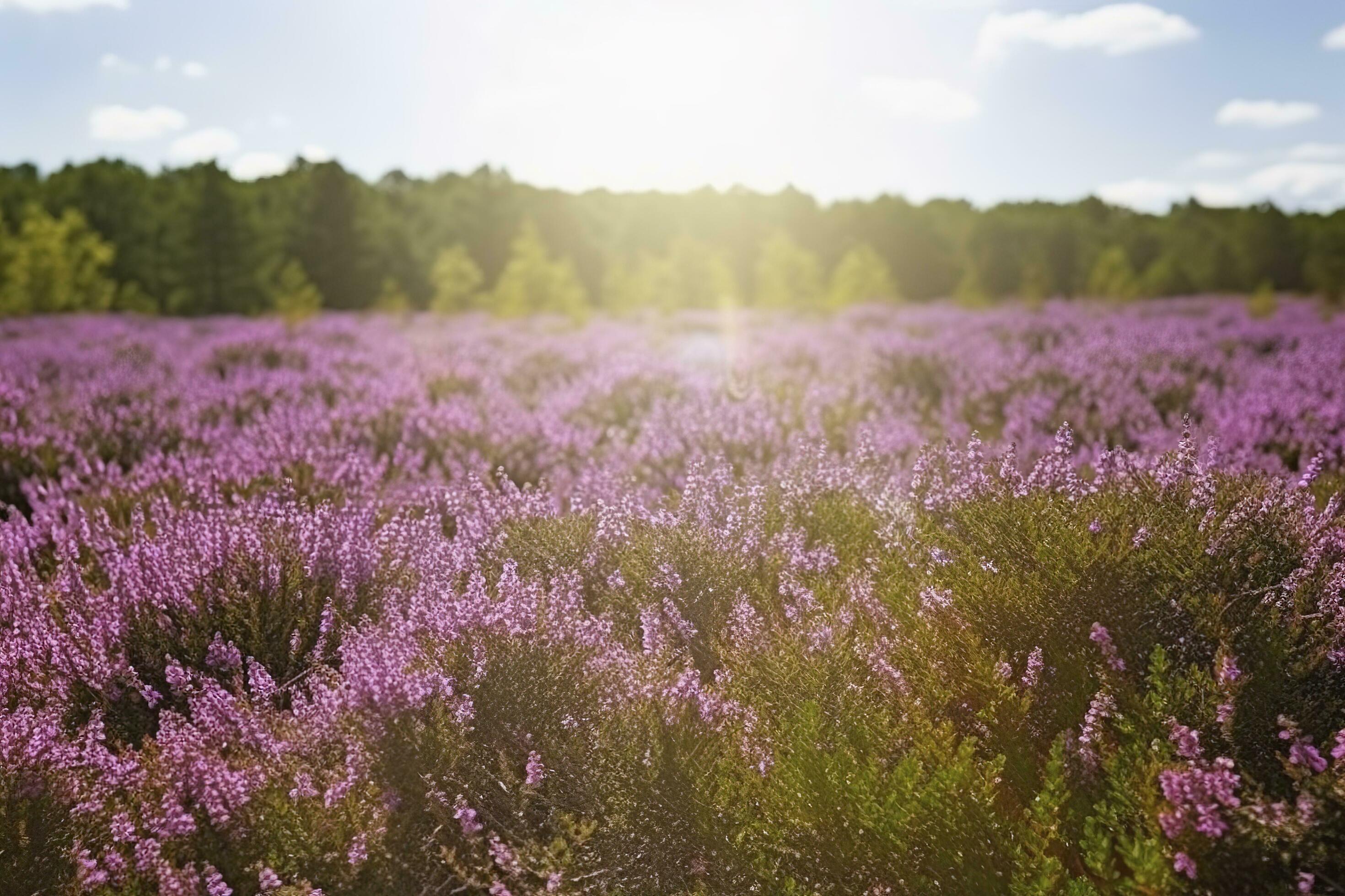 Erica Flower Field, Summer Season , generate ai Stock Free