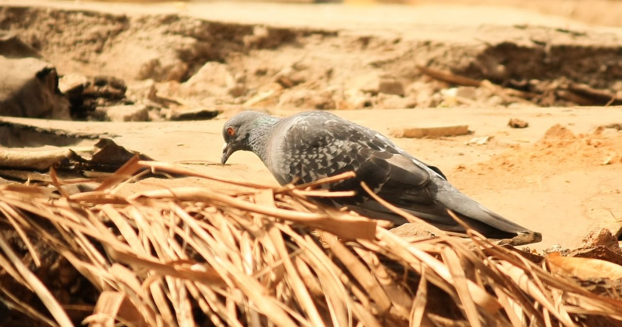 Pigeon On Ground Stock Free