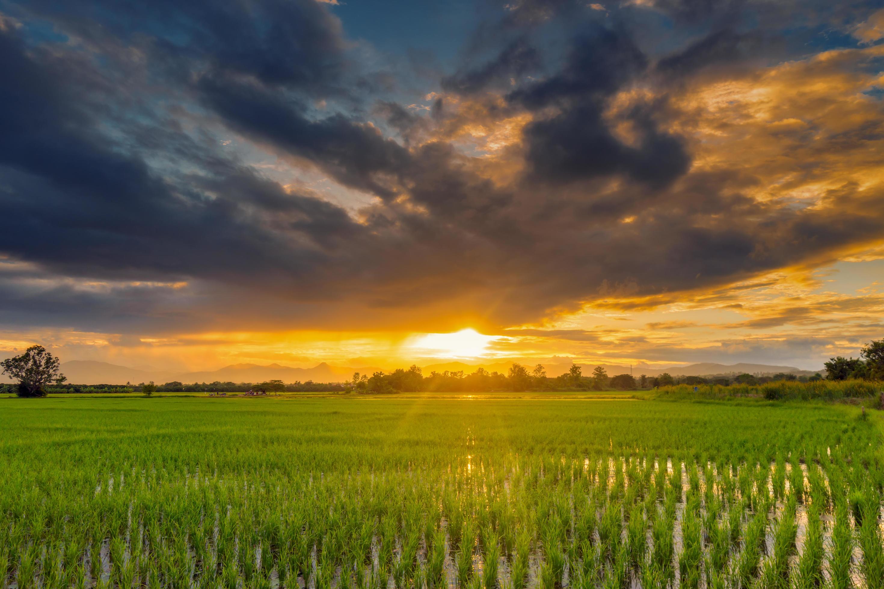 Natural scenic beautiful sunset and rice field agricultural background Stock Free