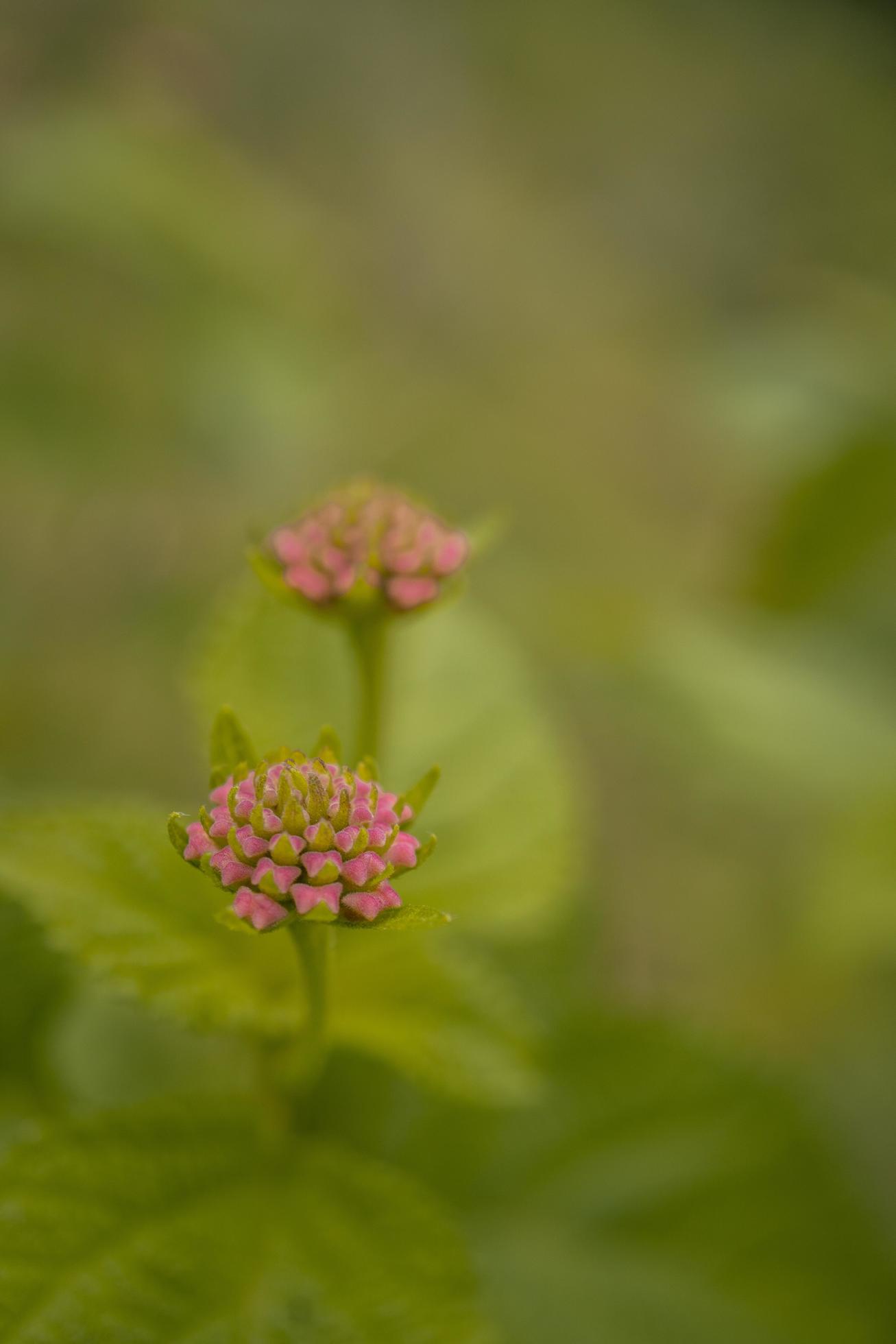 Macro photo of meadow flower white, pink yellow and violet color. The photo is suitable to use for nature flower background, poster and advertising. Stock Free