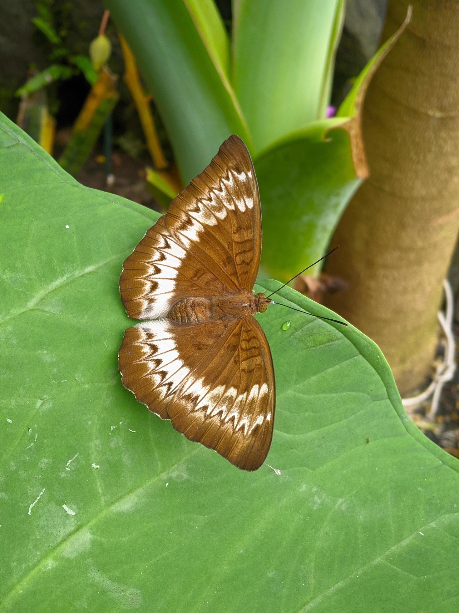 Tanaecia pelea is a species of butterfly in the Nymphalidae family. Stock Free