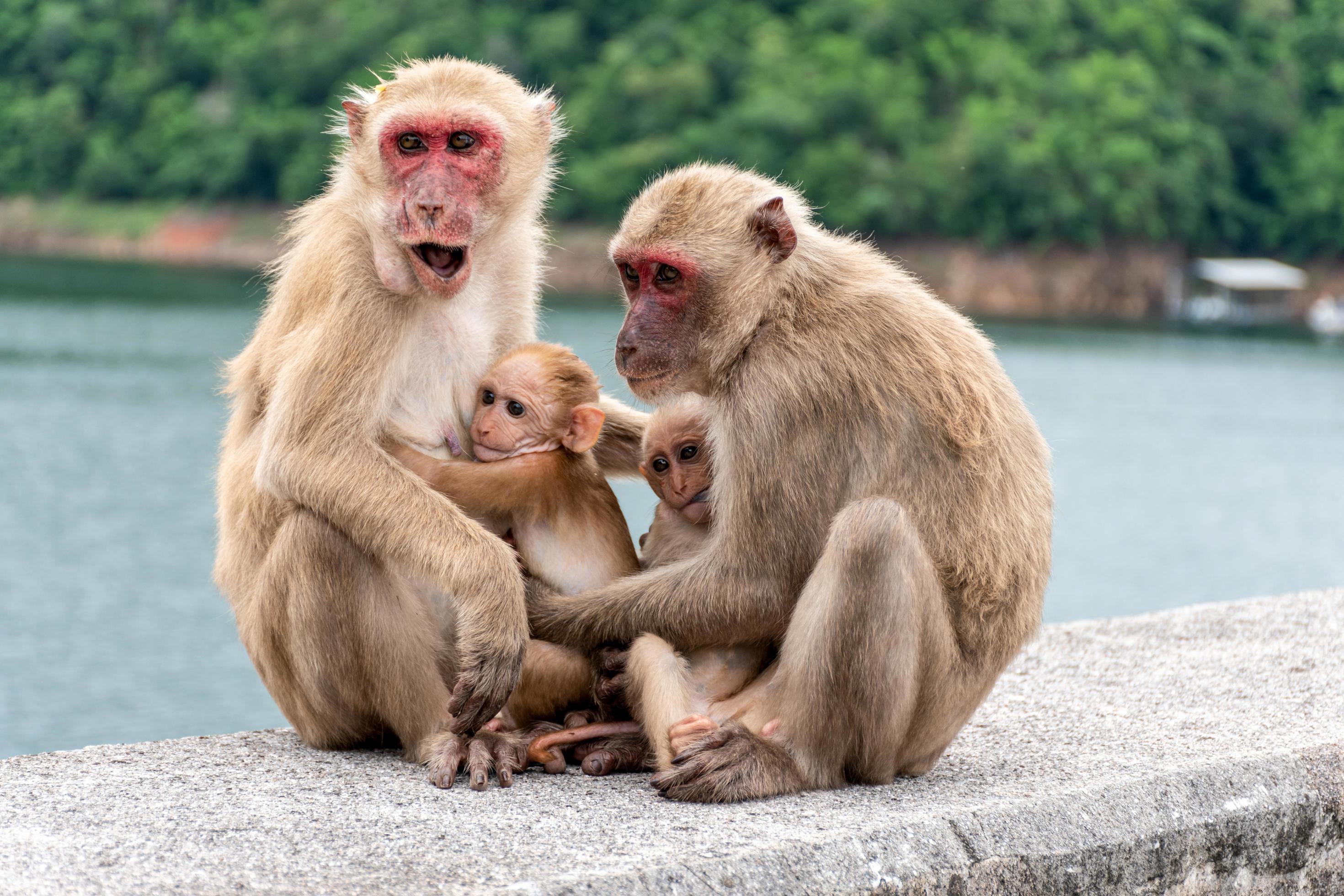 Monkey parents, monkey mothers and baby monkeys live together as a family. Stock Free