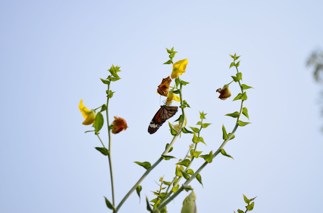 Red Tiger Butterfly Stock Free