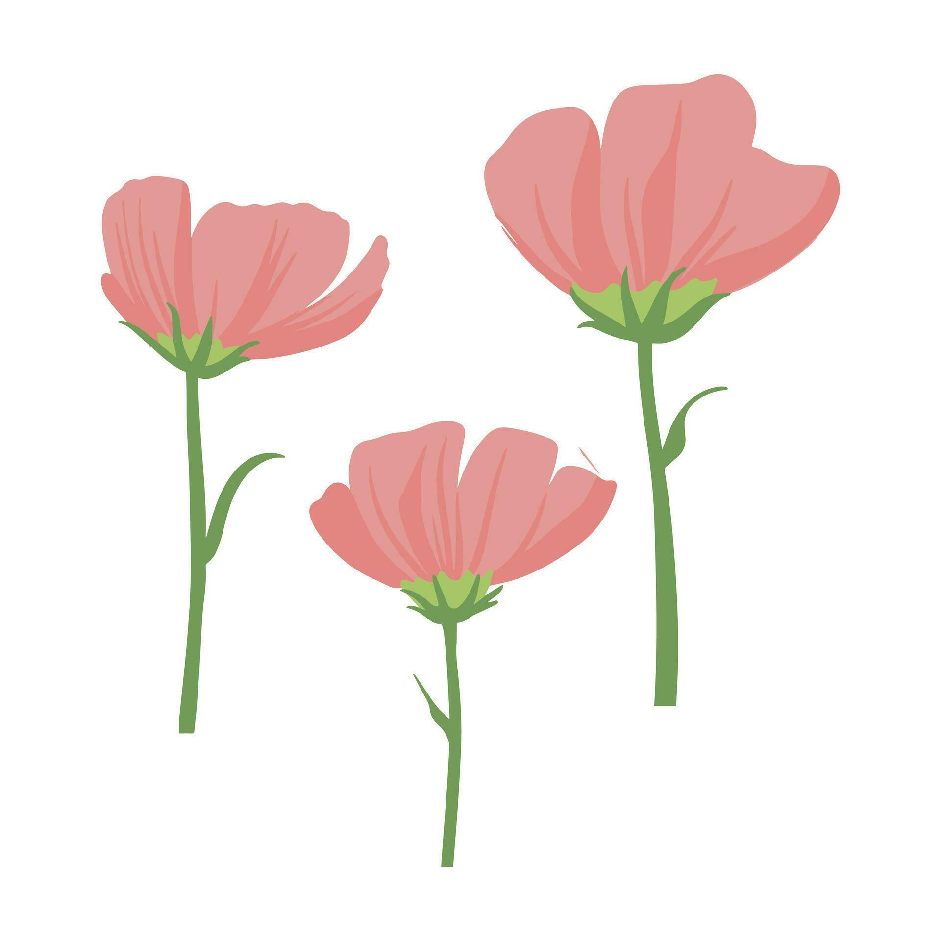 Modern botanical drawing of cosmos flowers in flat simple style. Colored flat vector illustration of wildflower isolated on white background Stock Free