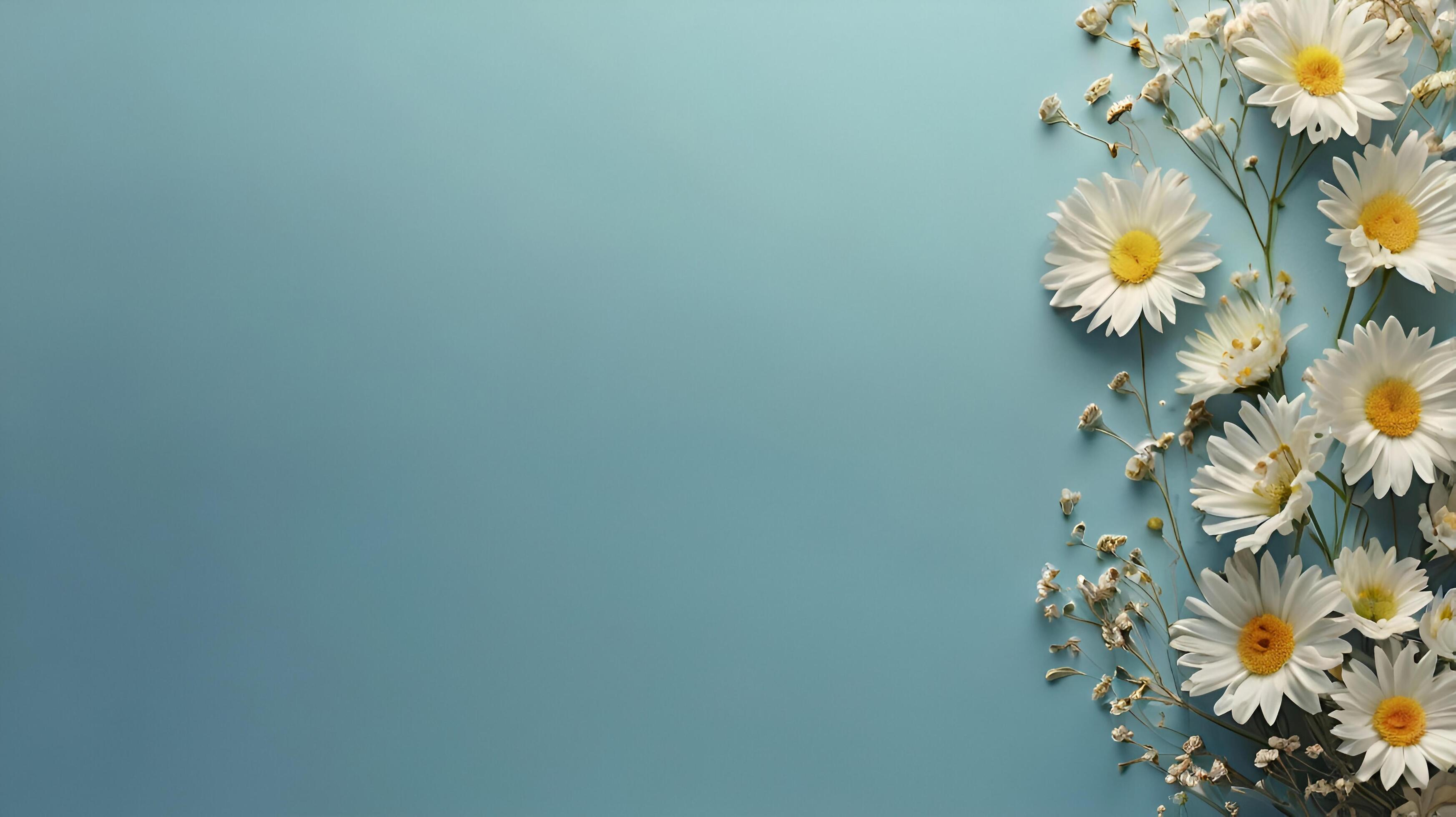 daisy flower copy space blue background Stock Free