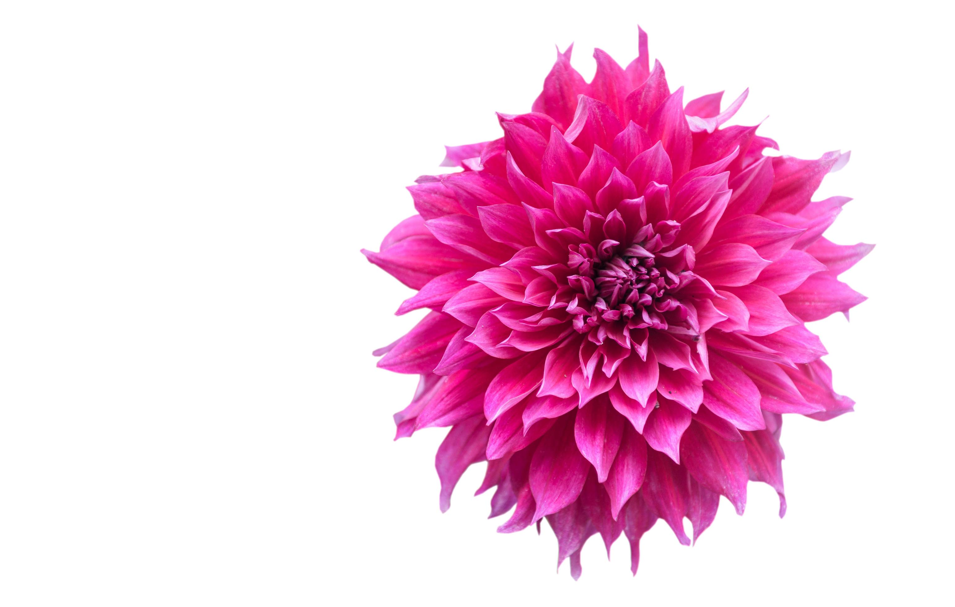 hybrid Vivid Pink Dahlia flower in autumn isolated Stock Free