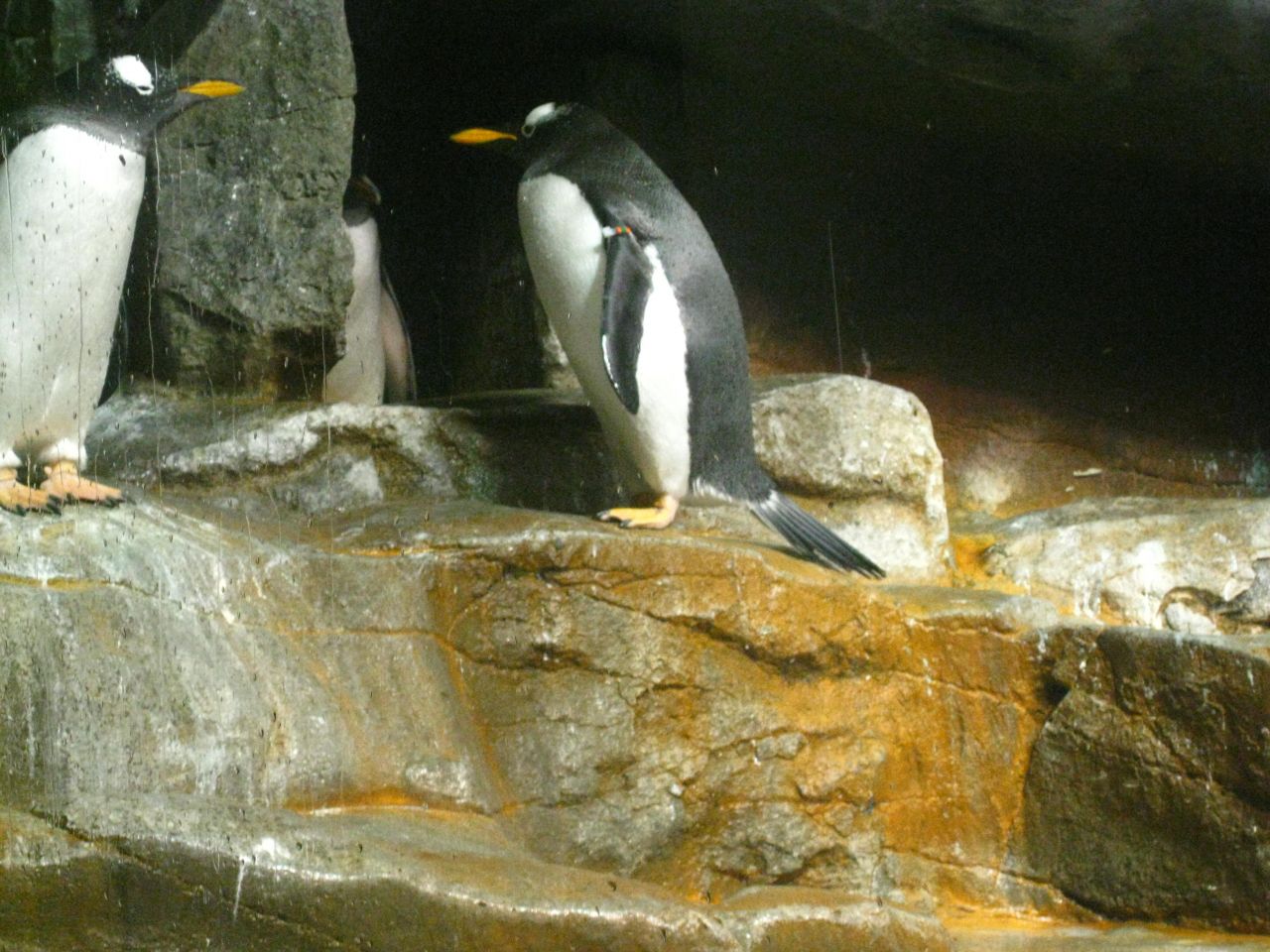 Penguin Sea World Stock Free