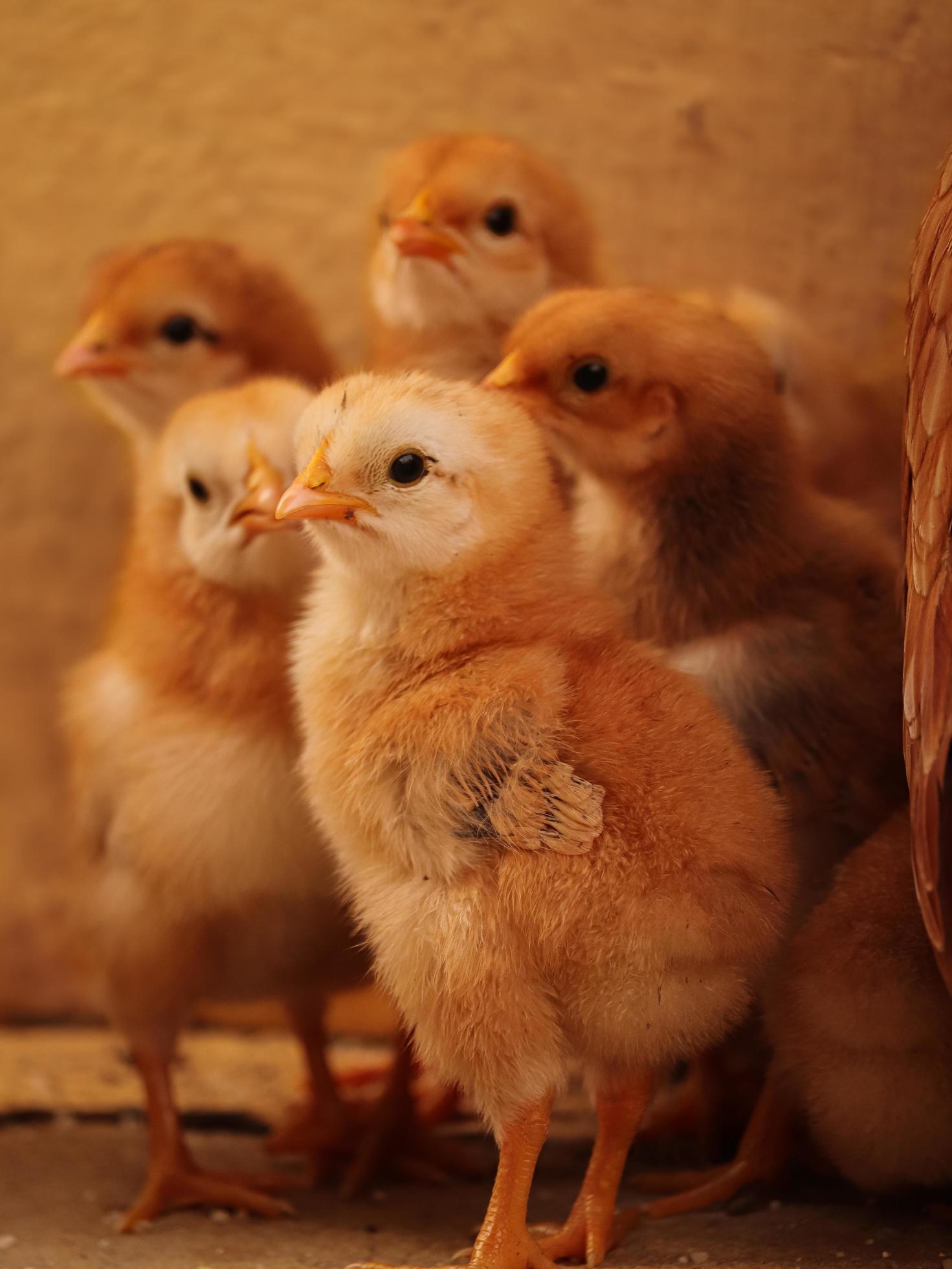 Little Chick at home , Baby Chick with family Stock Free