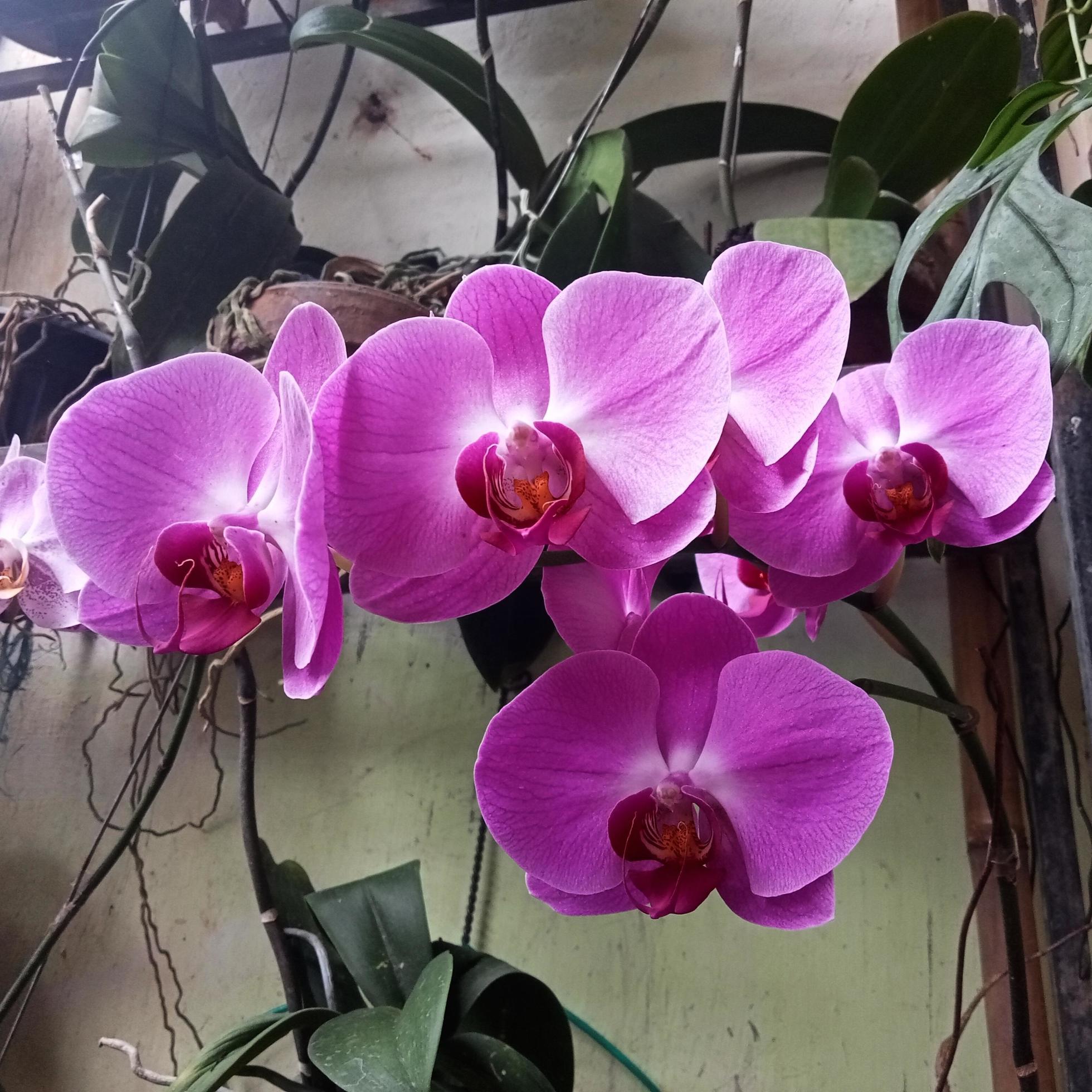 Moon Orchid or Phalaenopsis Amabilis. Orchids, Orchidaceae, are the largest family of monocot plants. Indonesian Anggrek bulan on selective focus Stock Free