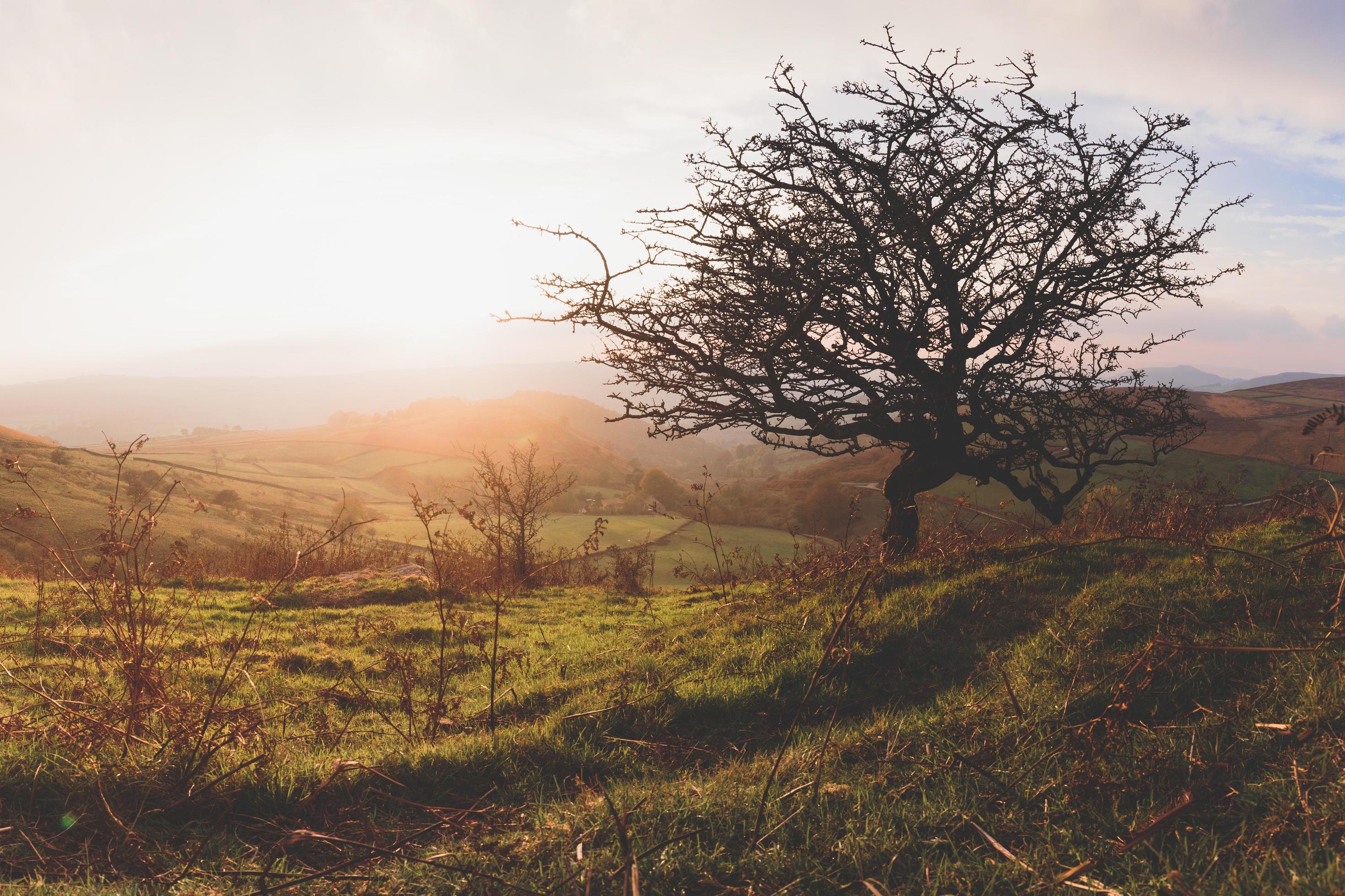 Countryside at golden hour Stock Free