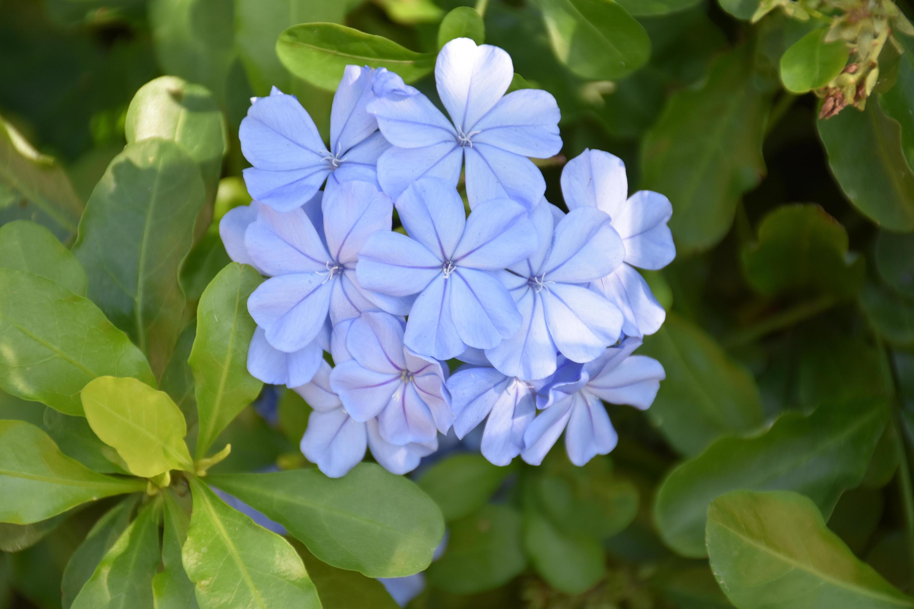 Phlox is a genus of 67 species of perennial and annual plants in the family Polemoniaceae. Stock Free