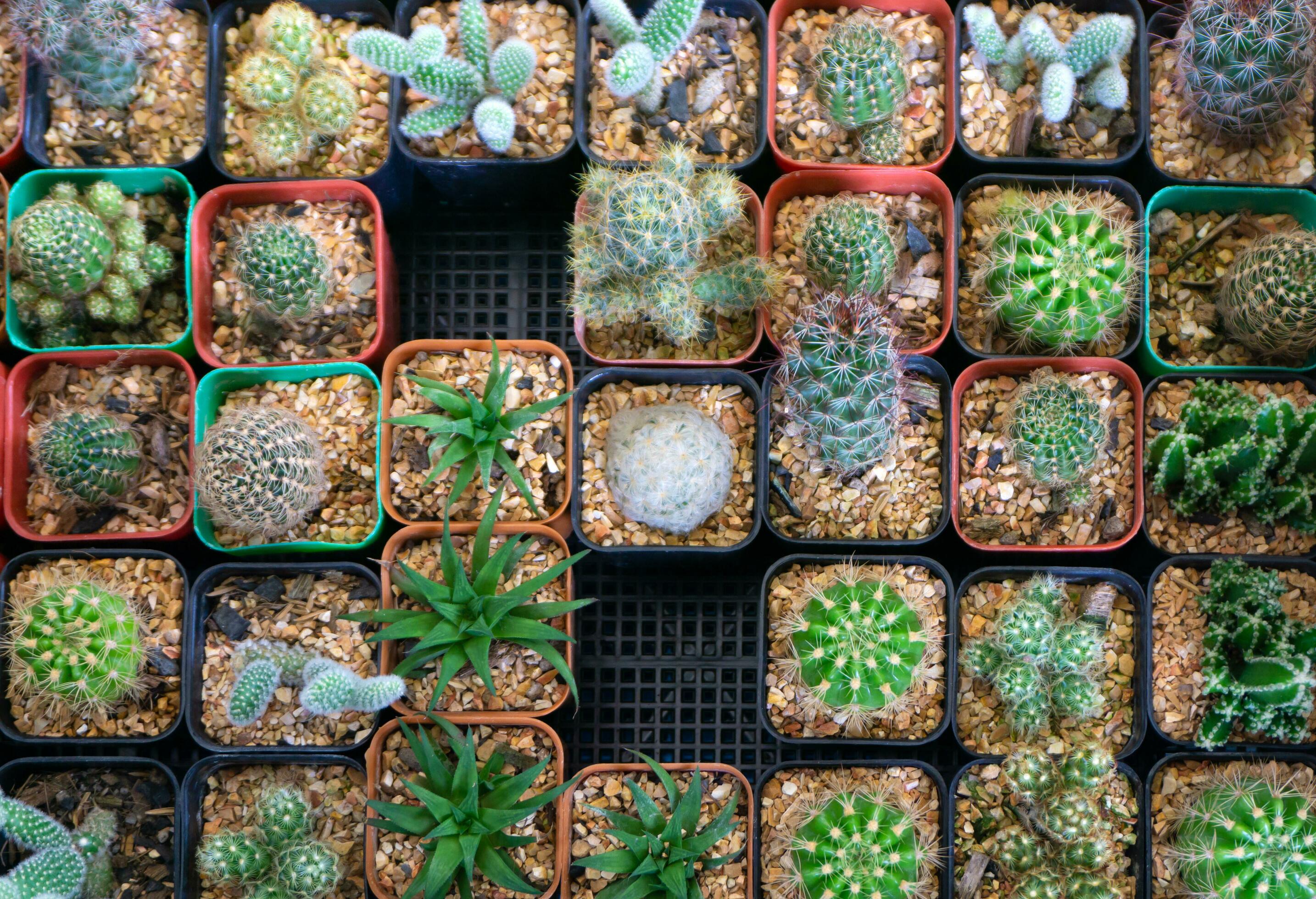 Group of many cactus in pot, A cactus is a member of the plant family Cactaceae Stock Free