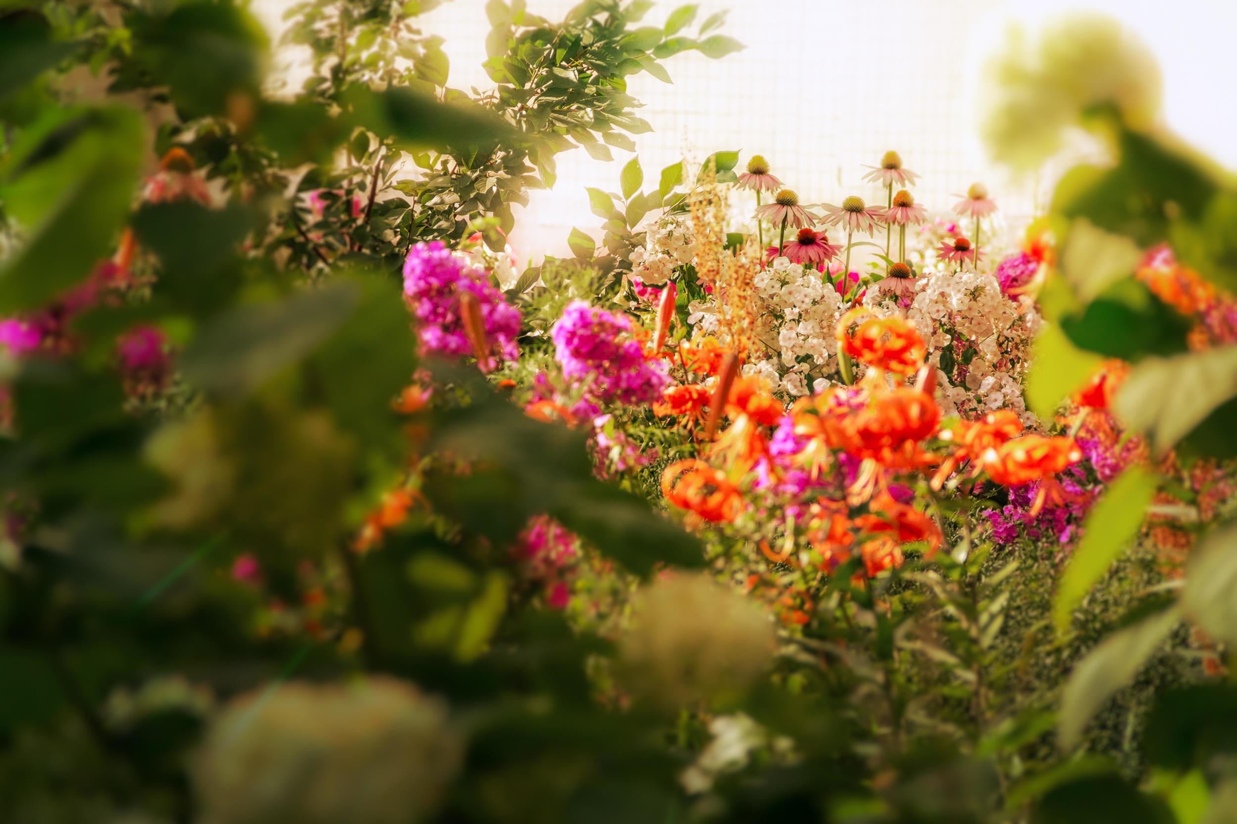 Beautiful background with bright flowers on a flower bed near the house on a sunny day. Stock Free