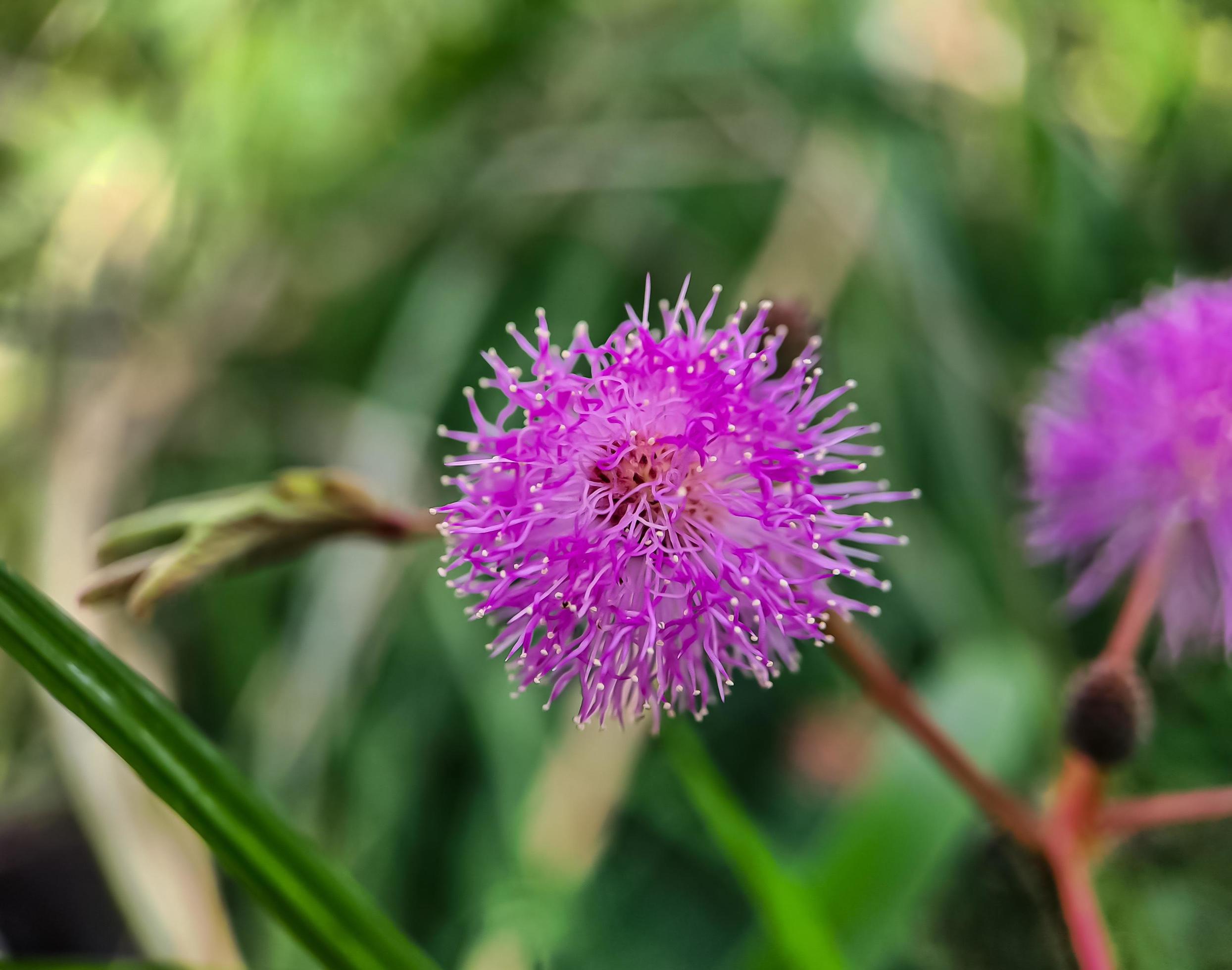 Mimosa strigillosa is a member of the original and perennial pea family, the Fabaceae family Stock Free