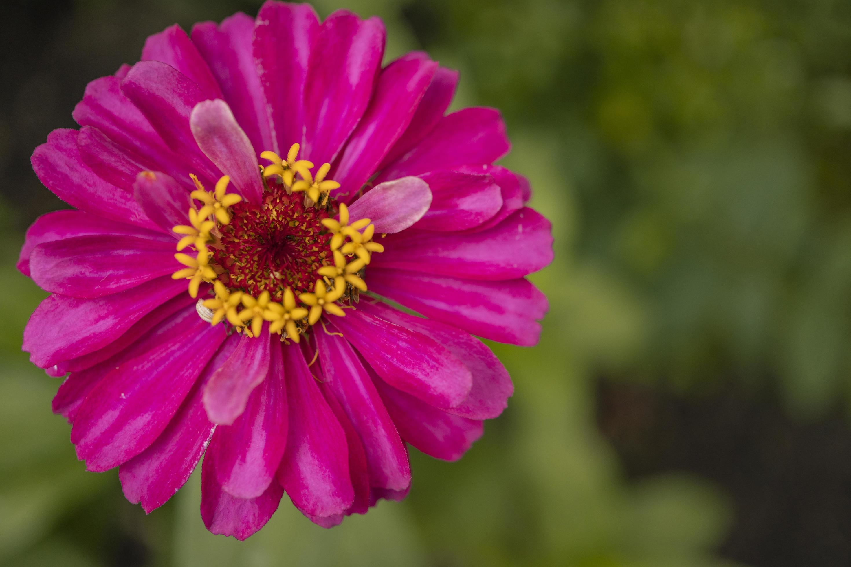 Close up photo of wild pink flower on spring time. The photo is suitable to use for nature background and content media social. Stock Free