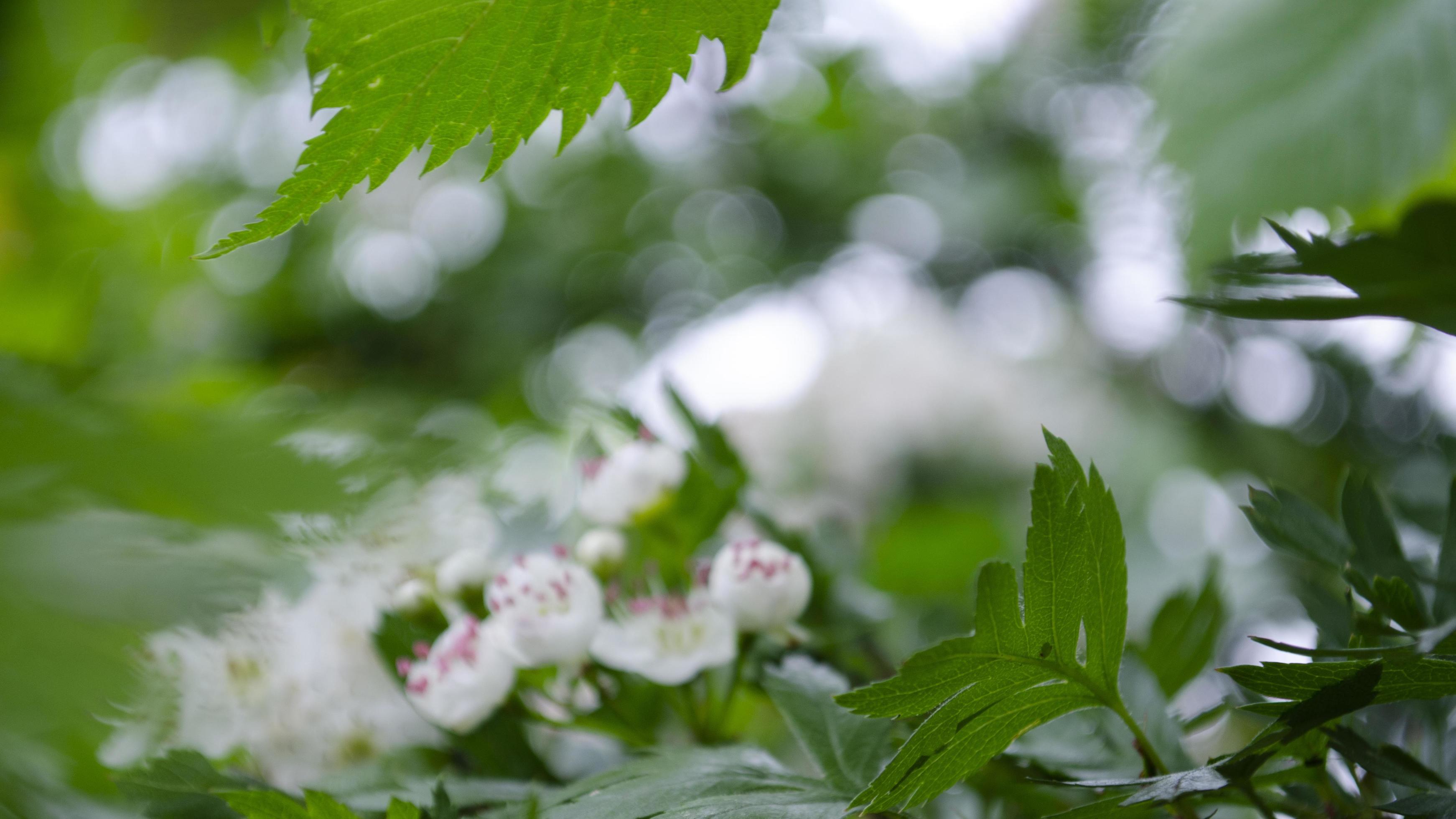 Flowering tree. Soft focus. Nature element for background. Stock Free