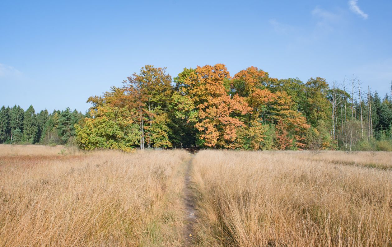 Colorful forest Stock Free