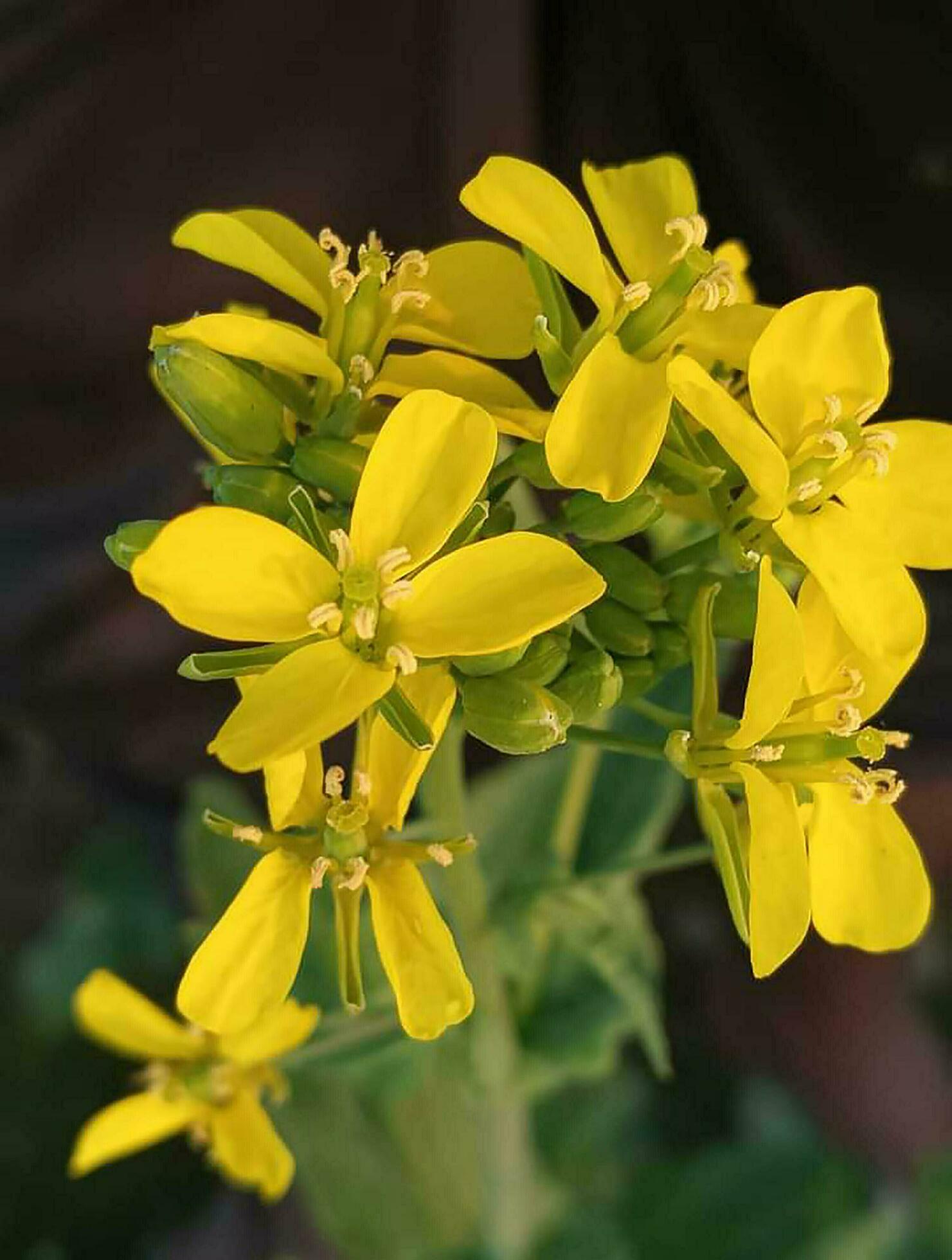 Mustard yellow flower nature picture in Bangladesh Stock Free