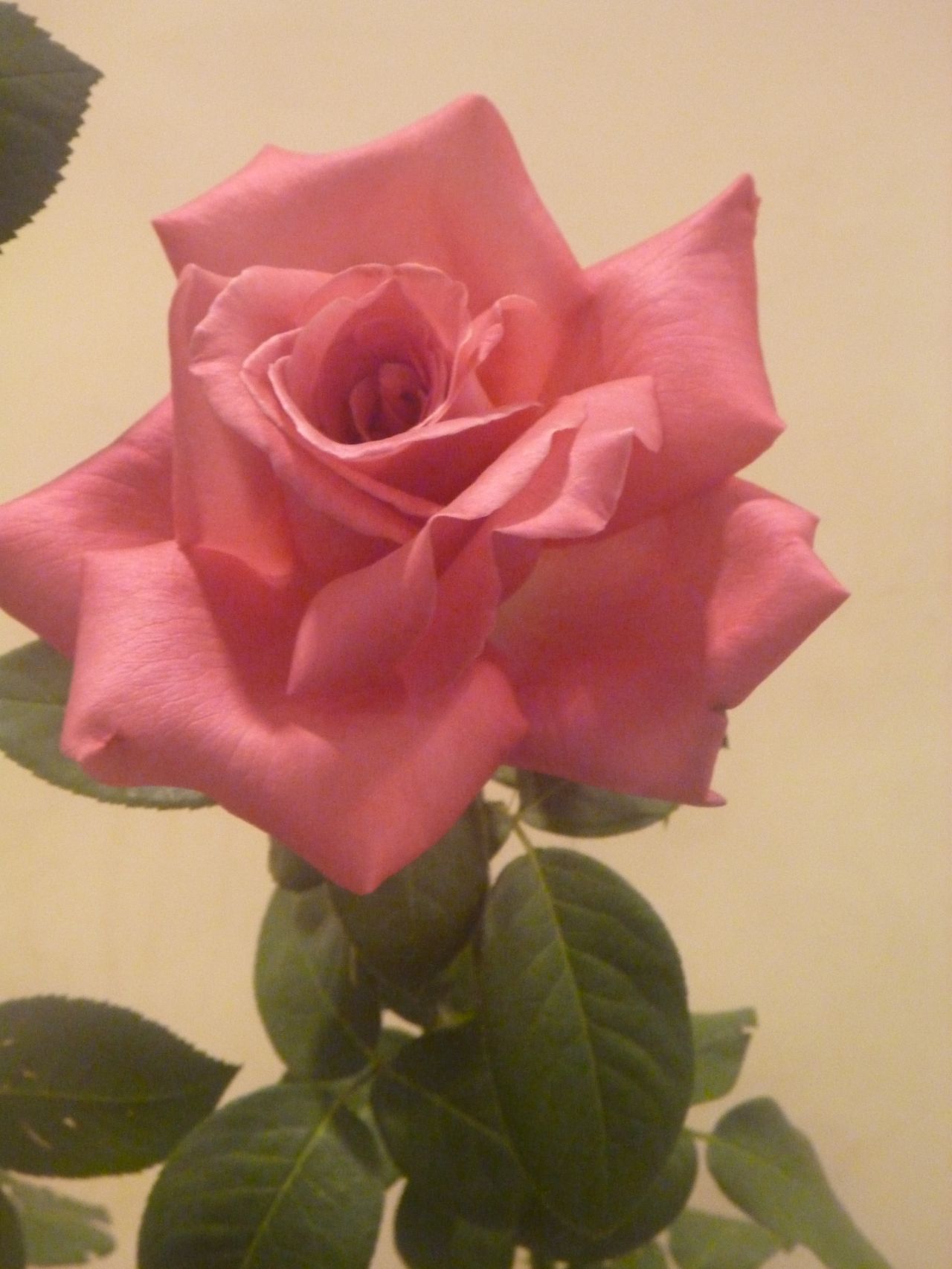 Pink Rose With Leaves Stock Free